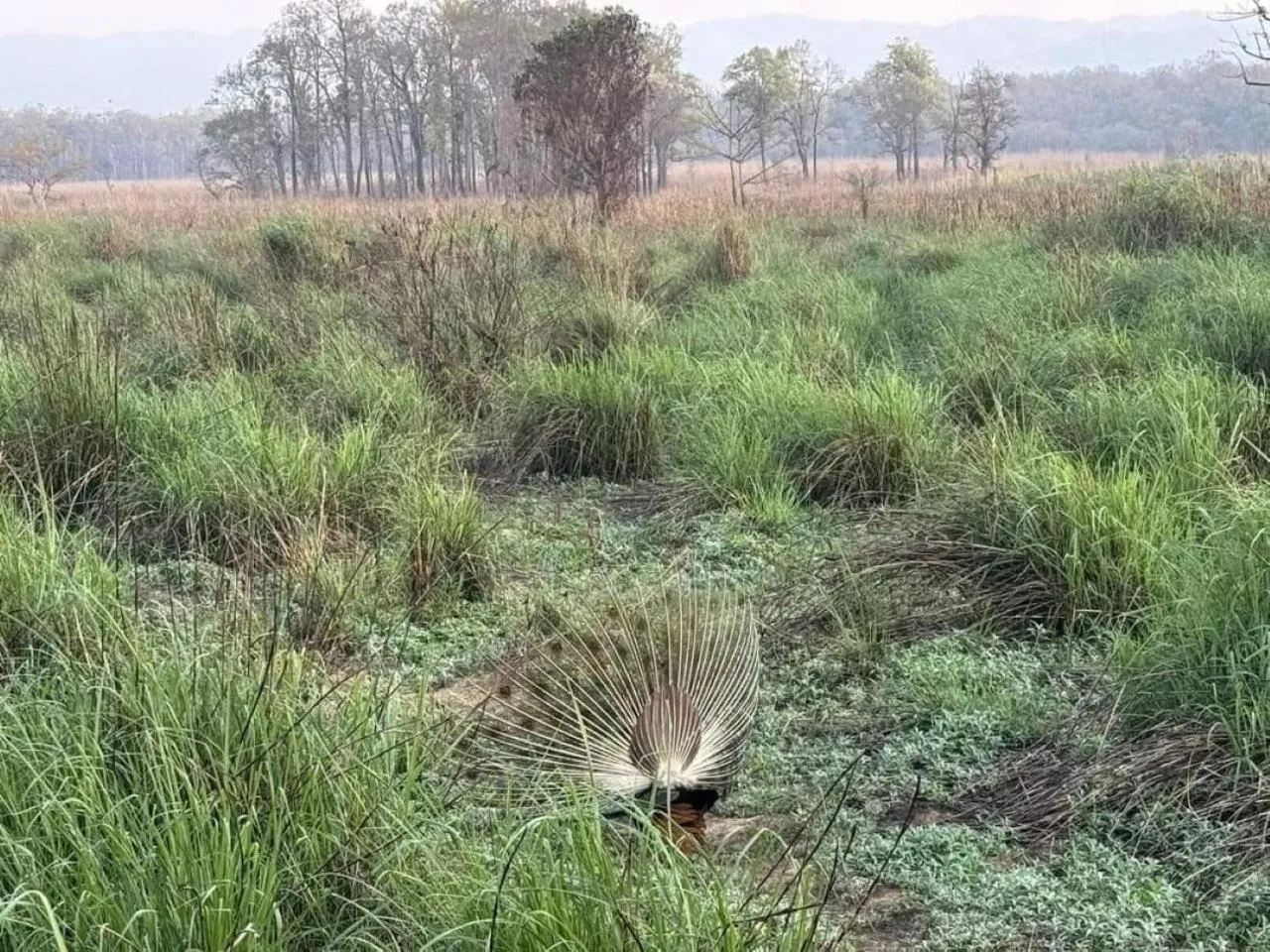 Natural landscape in Sauraha Holiday Home Riverside by managed Hotel Surya Adventure
