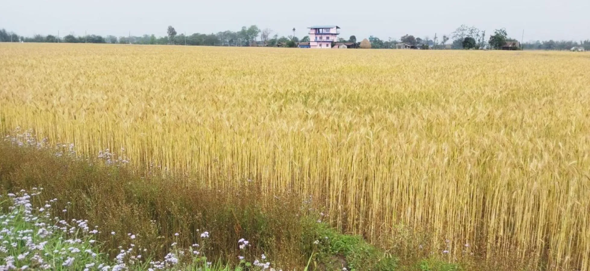 Natural landscape in Sauraha Holiday Home Riverside by managed Hotel Surya Adventure