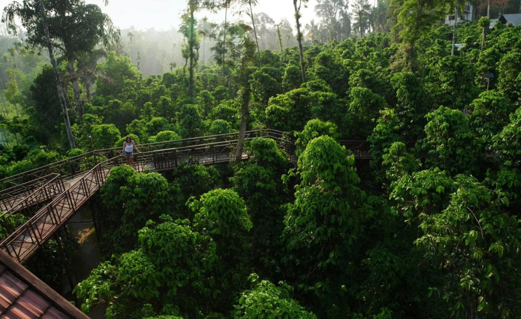 Natural landscape in Niyatma Wayanad Pool Resort by VOYE HOMES - Inside Coffee Plantation