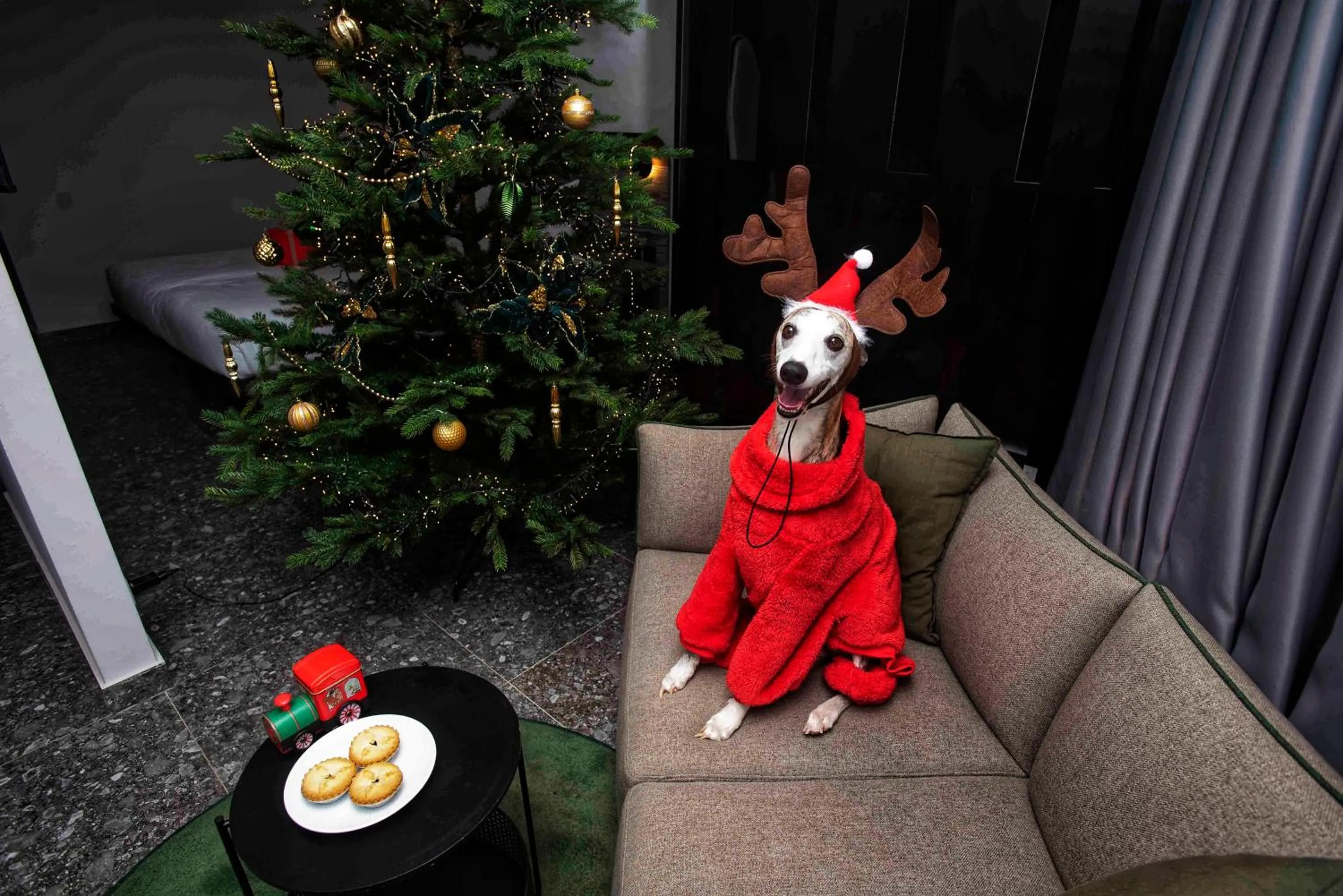 Pets in Park Heights by the Warren Collection