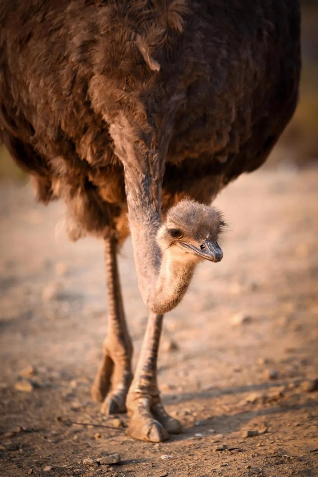 Animals in Mont Eco Game Reserve