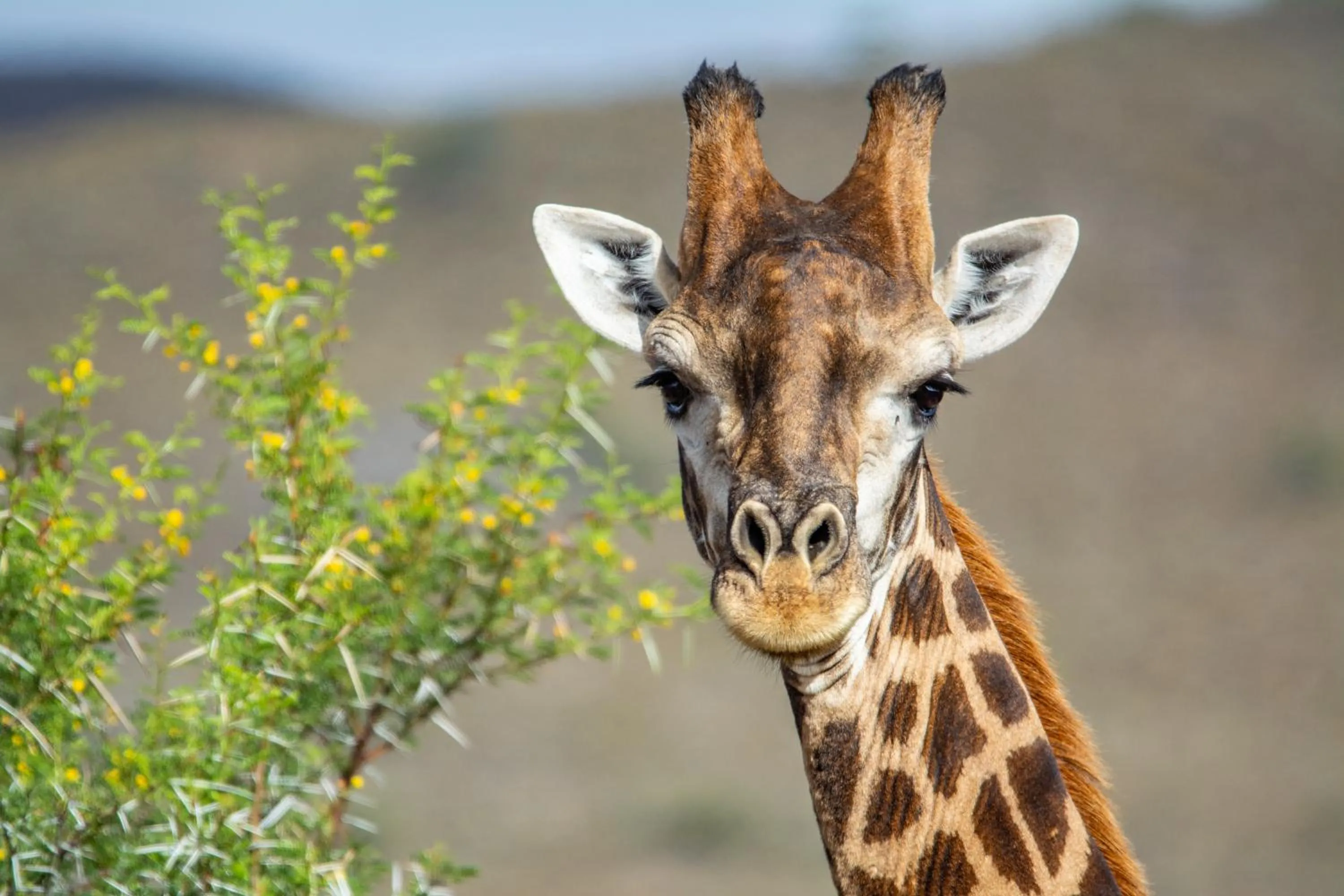 Day in Mont Eco Game Reserve