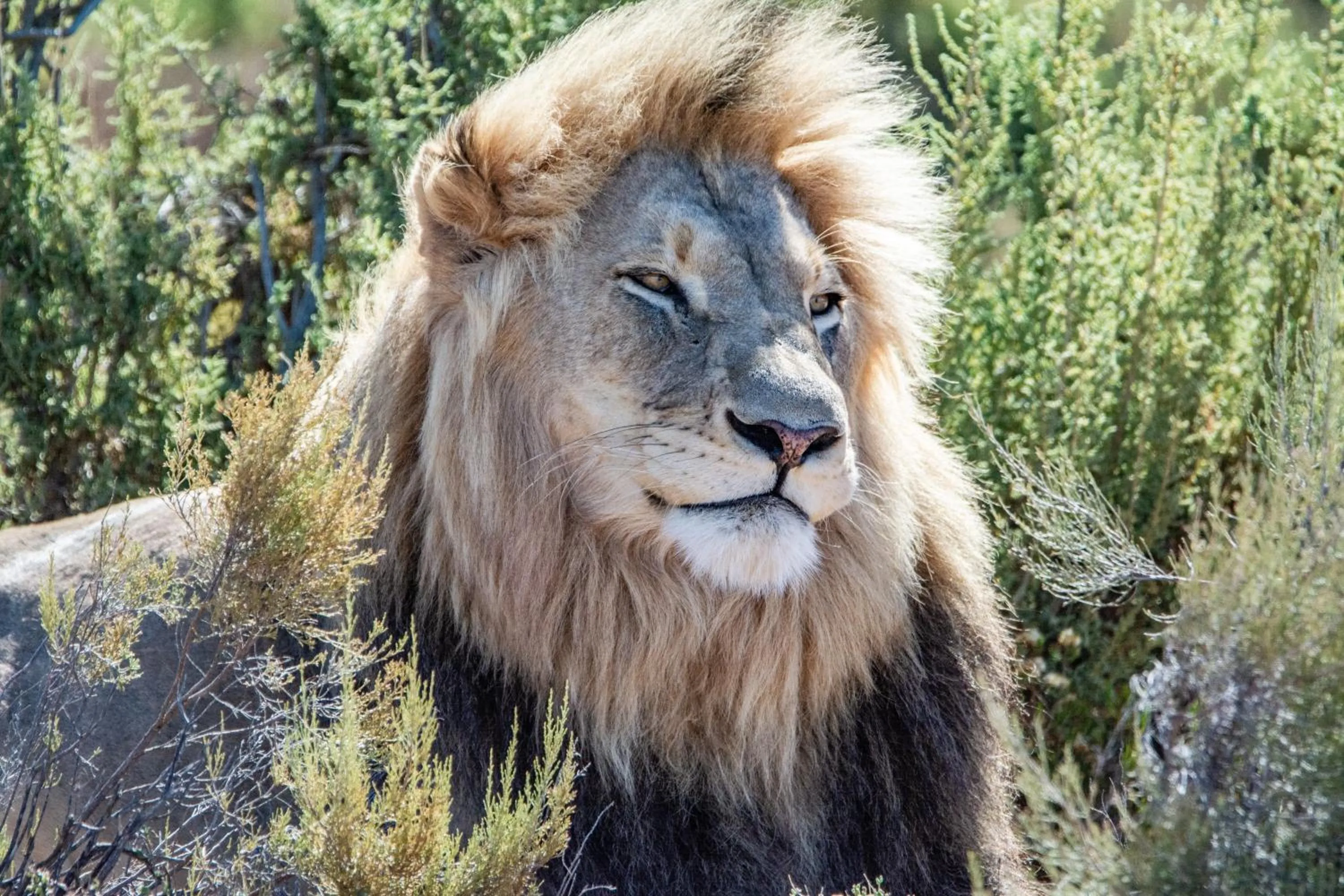 Animals in Mont Eco Game Reserve