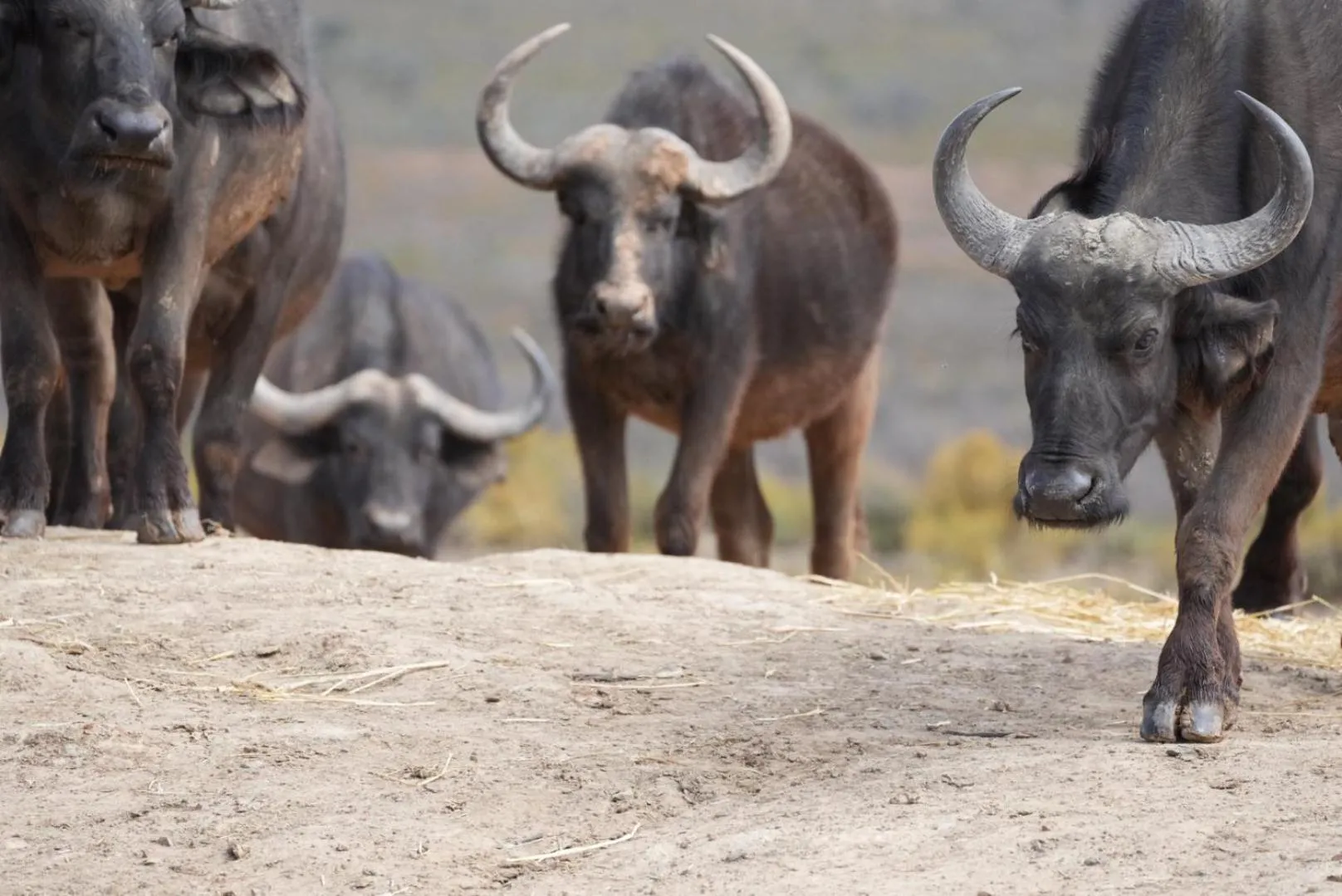 Animals in Mont Eco Game Reserve