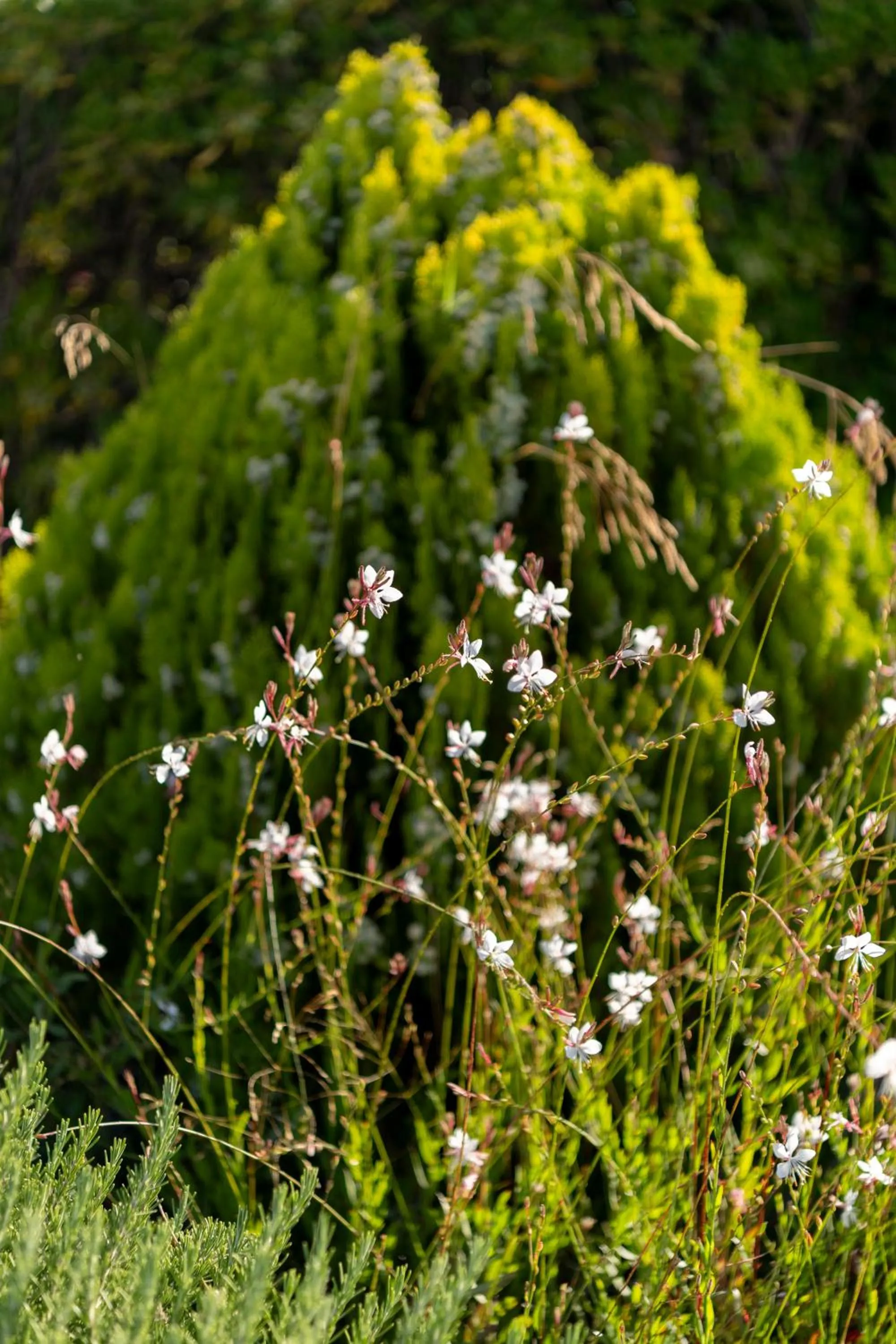 Garden in Hotel Swiss Home