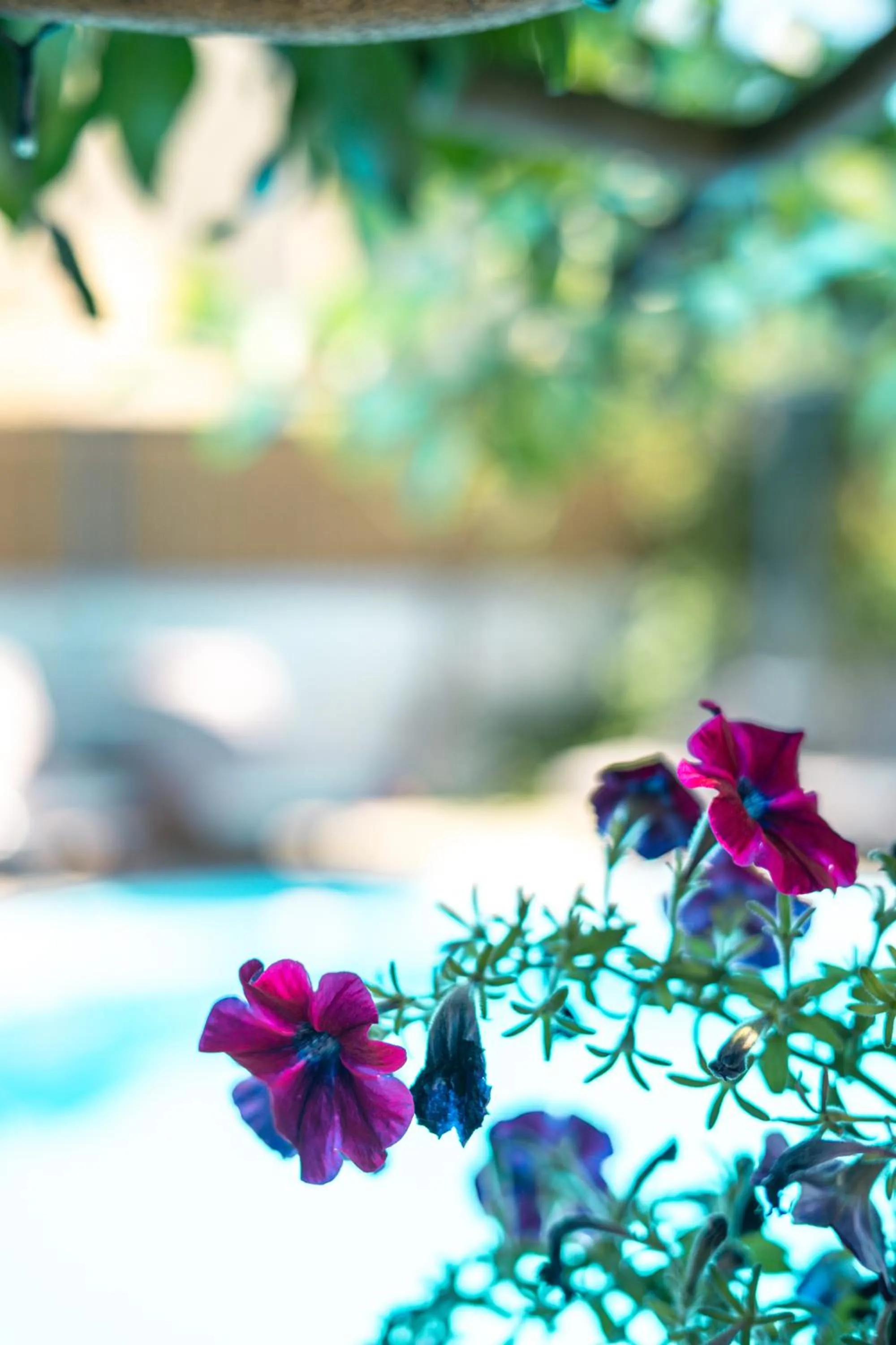 Spring in RODI BLUE apartments