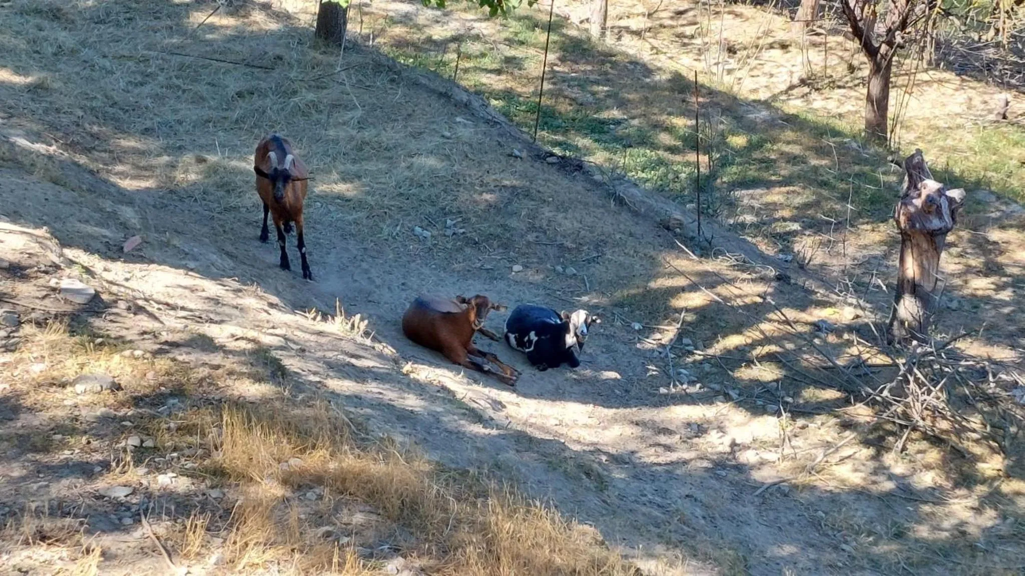 Natural landscape, Other Animals in La Contea