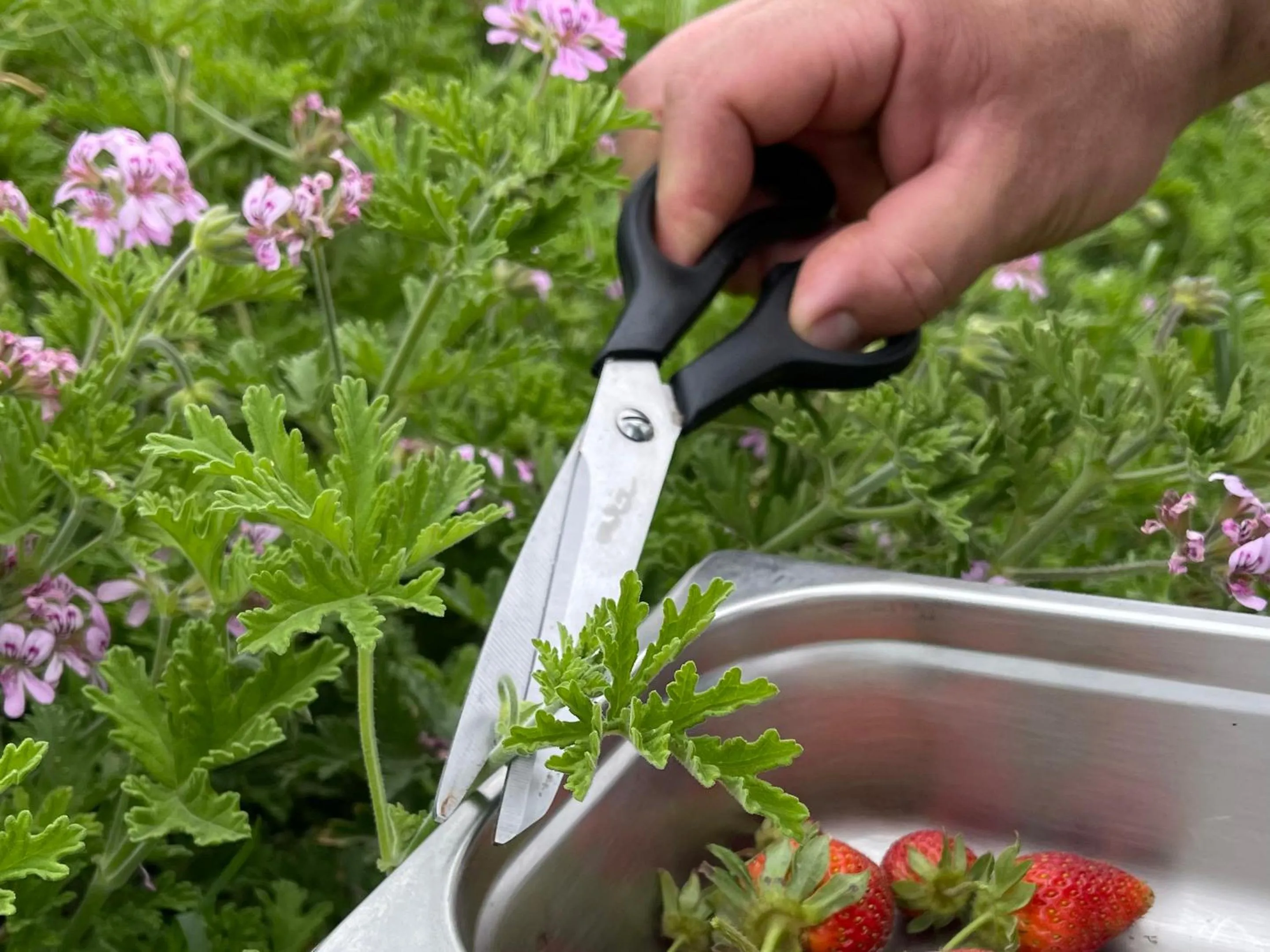 Garden in Grecotel Creta Palace