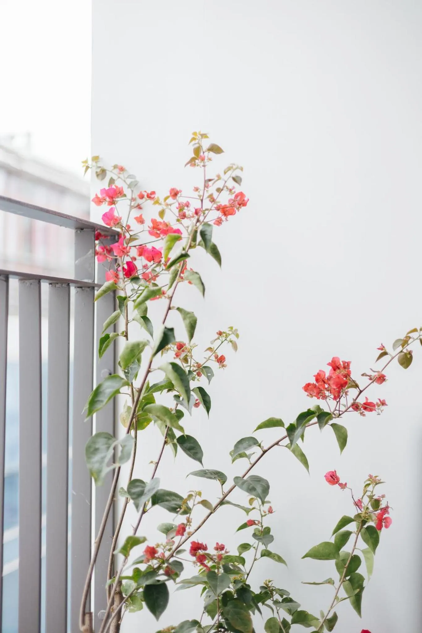 Balcony/Terrace in Myrcella Urban Studio