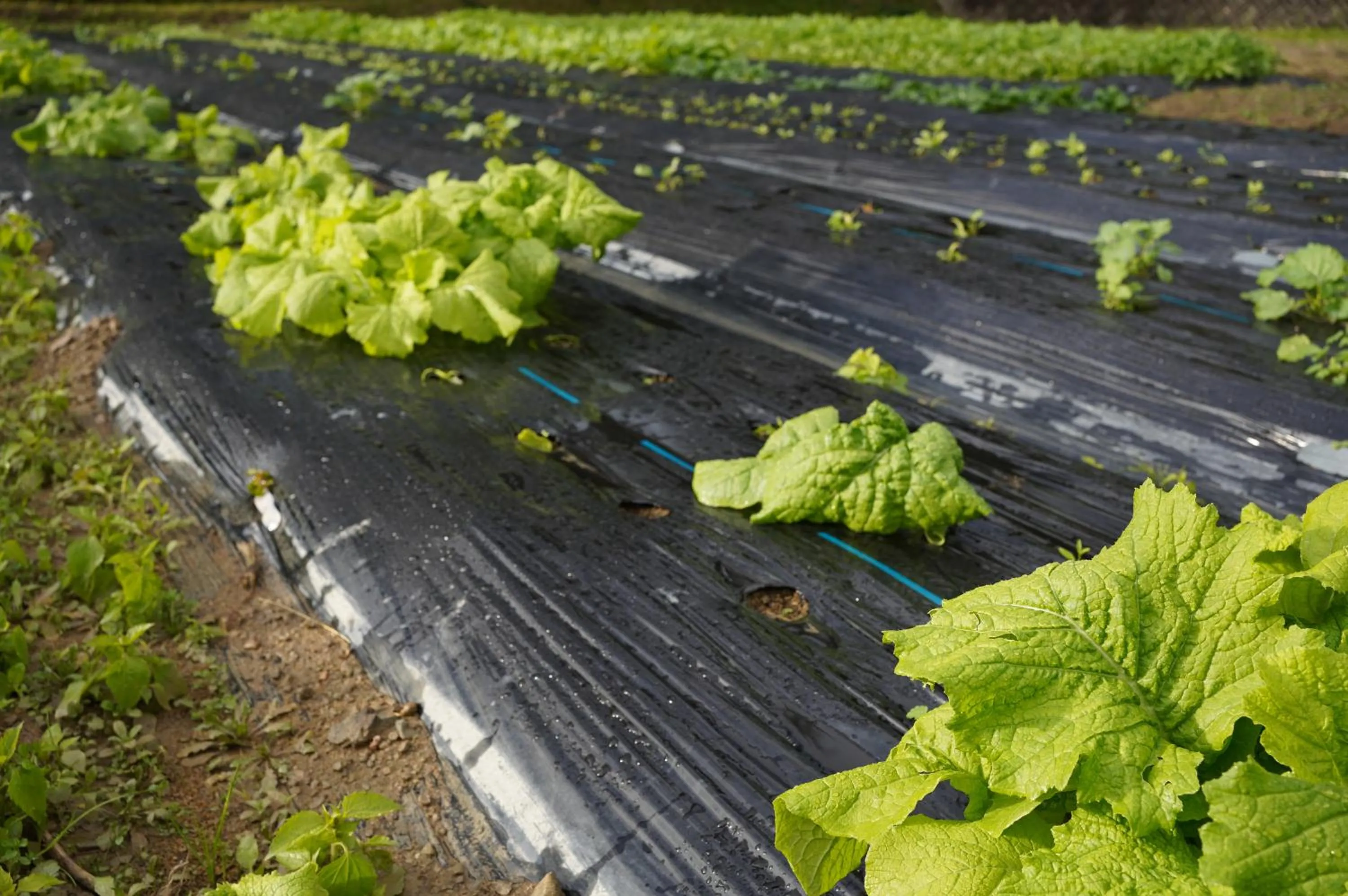 On site in Satoyama Hotel Kanenone Tamba