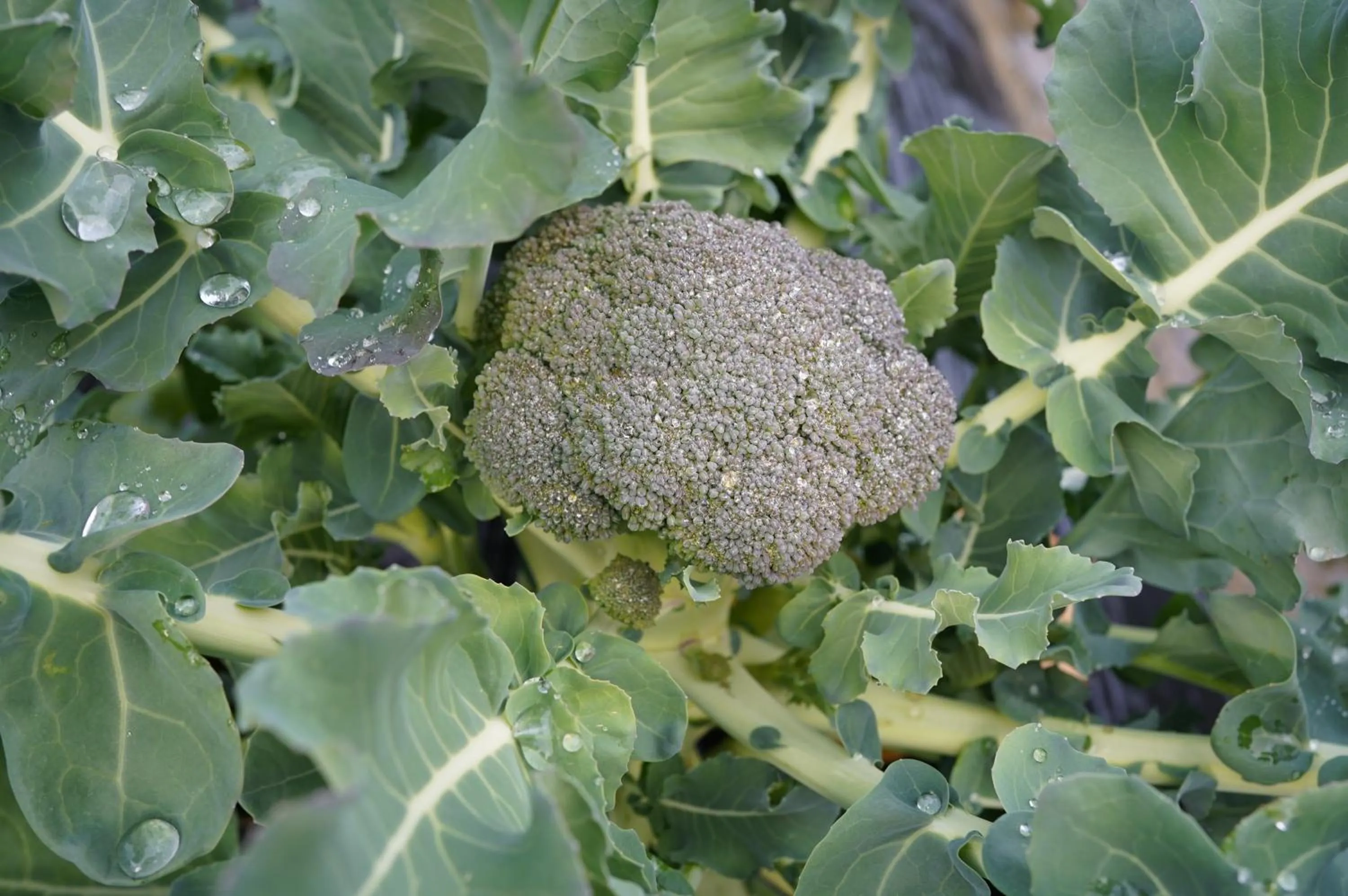 On site in Satoyama Hotel Kanenone Tamba