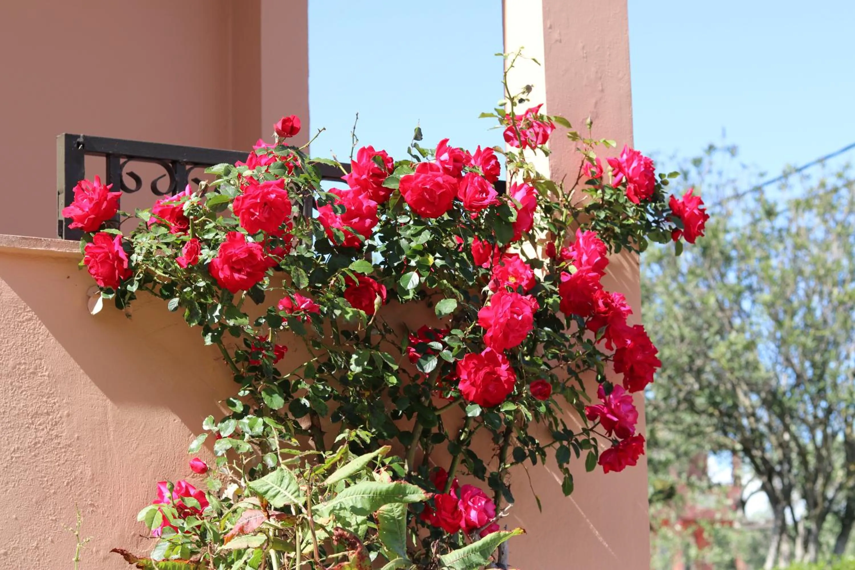 Garden in Pegasus Hotel