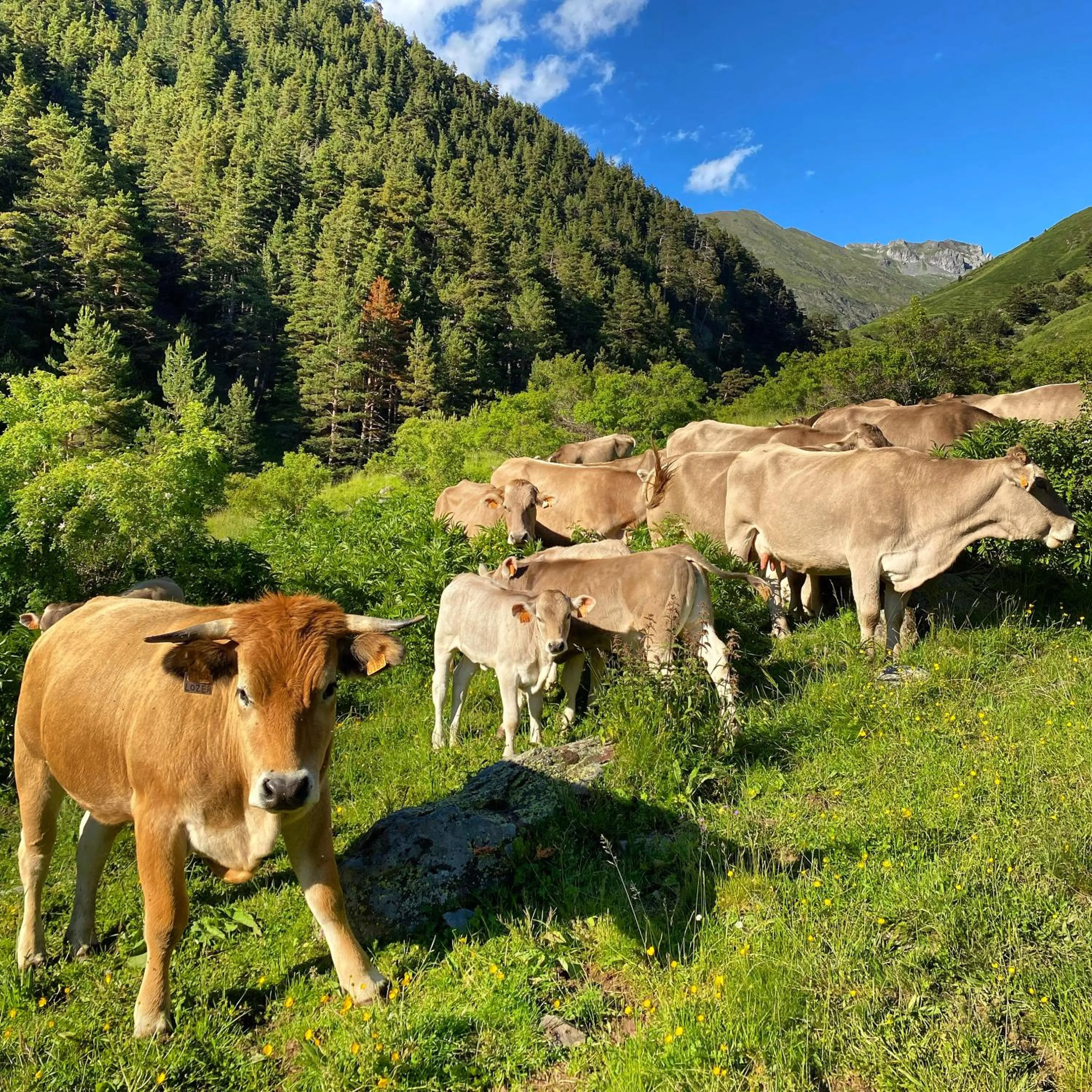 Animals in Hotel Tobazo