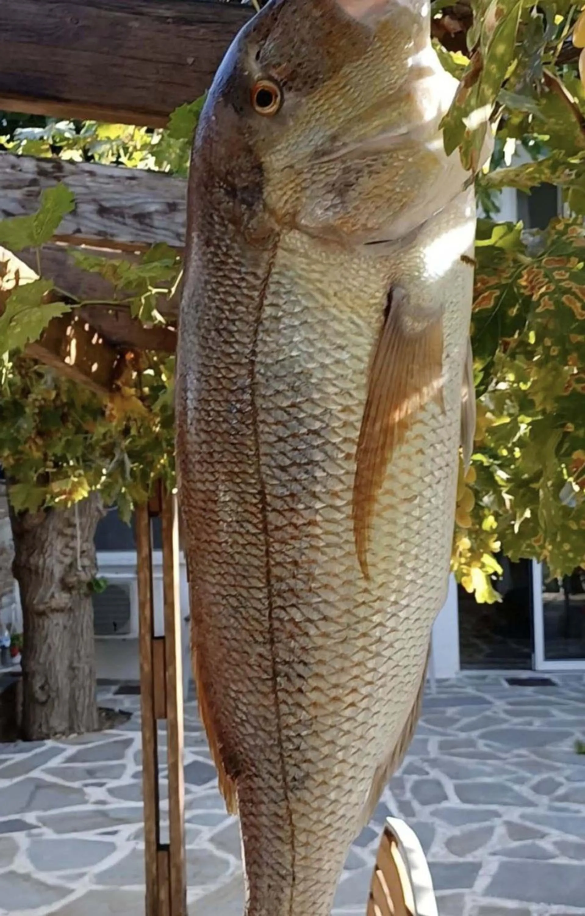 Food close-up in Gikas Apartments Triple Studio Sea View B7