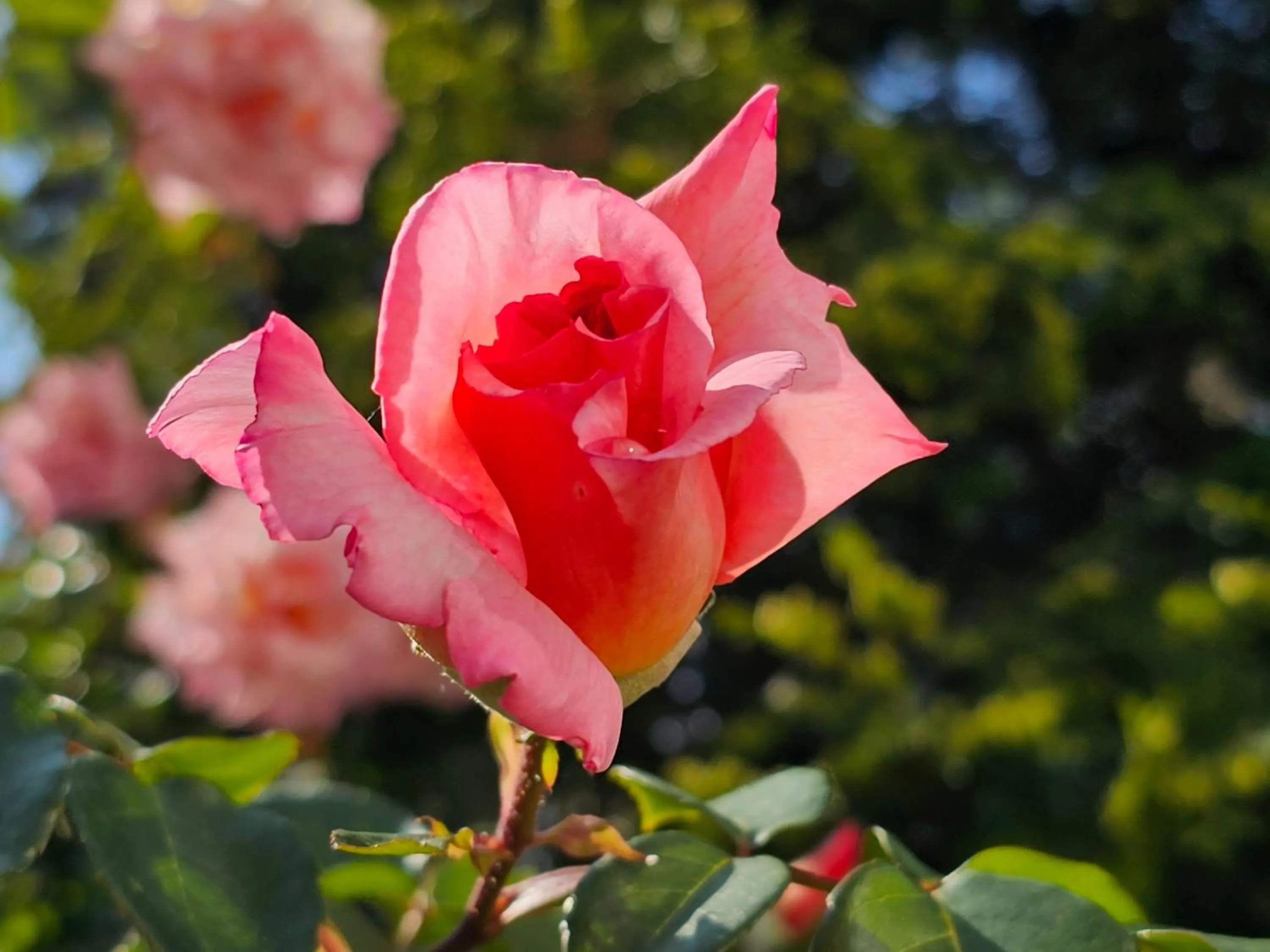 Garden in Diamond Beach Sarafovo by KP