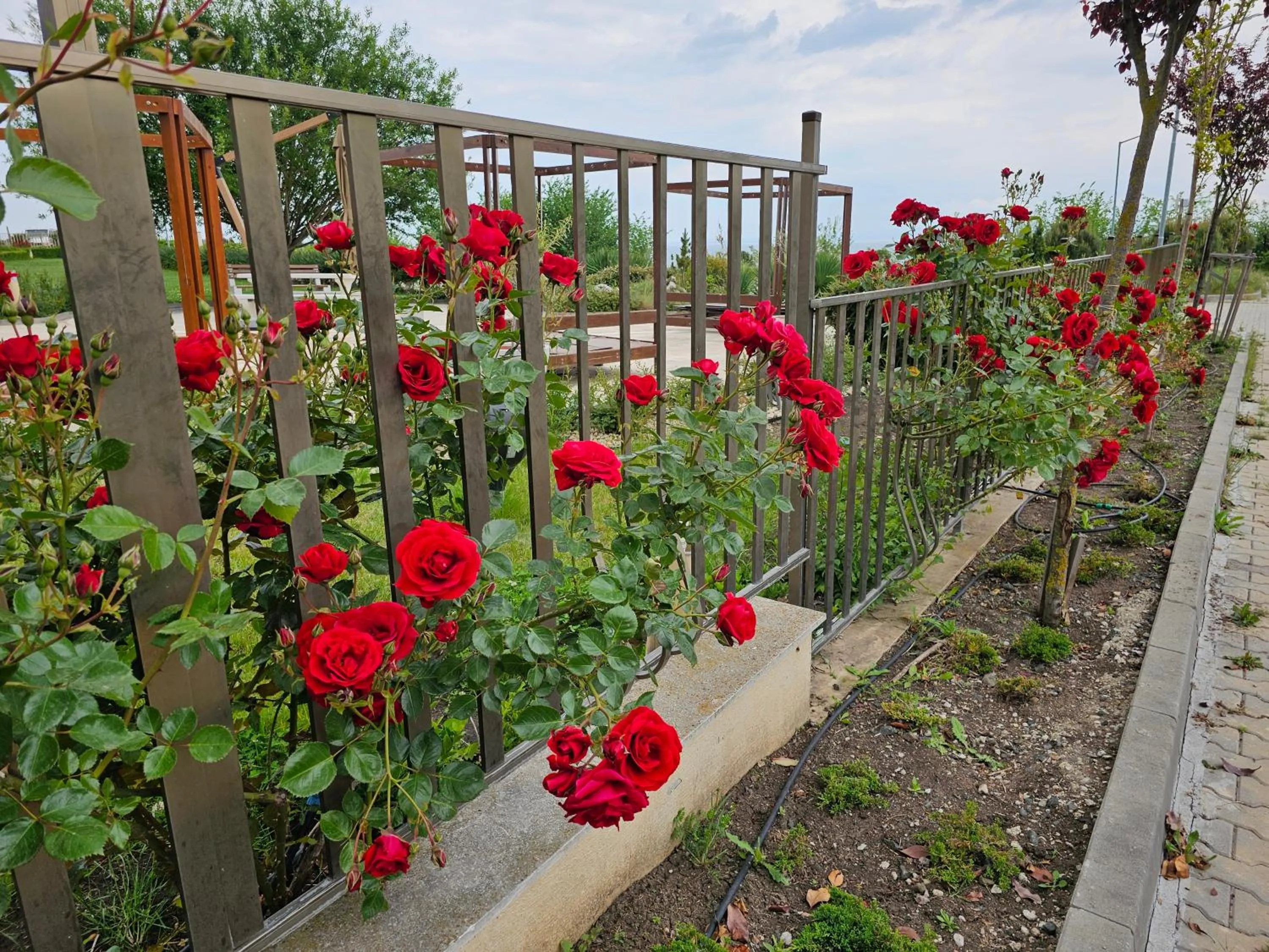 Garden in Diamond Beach Sarafovo by KP