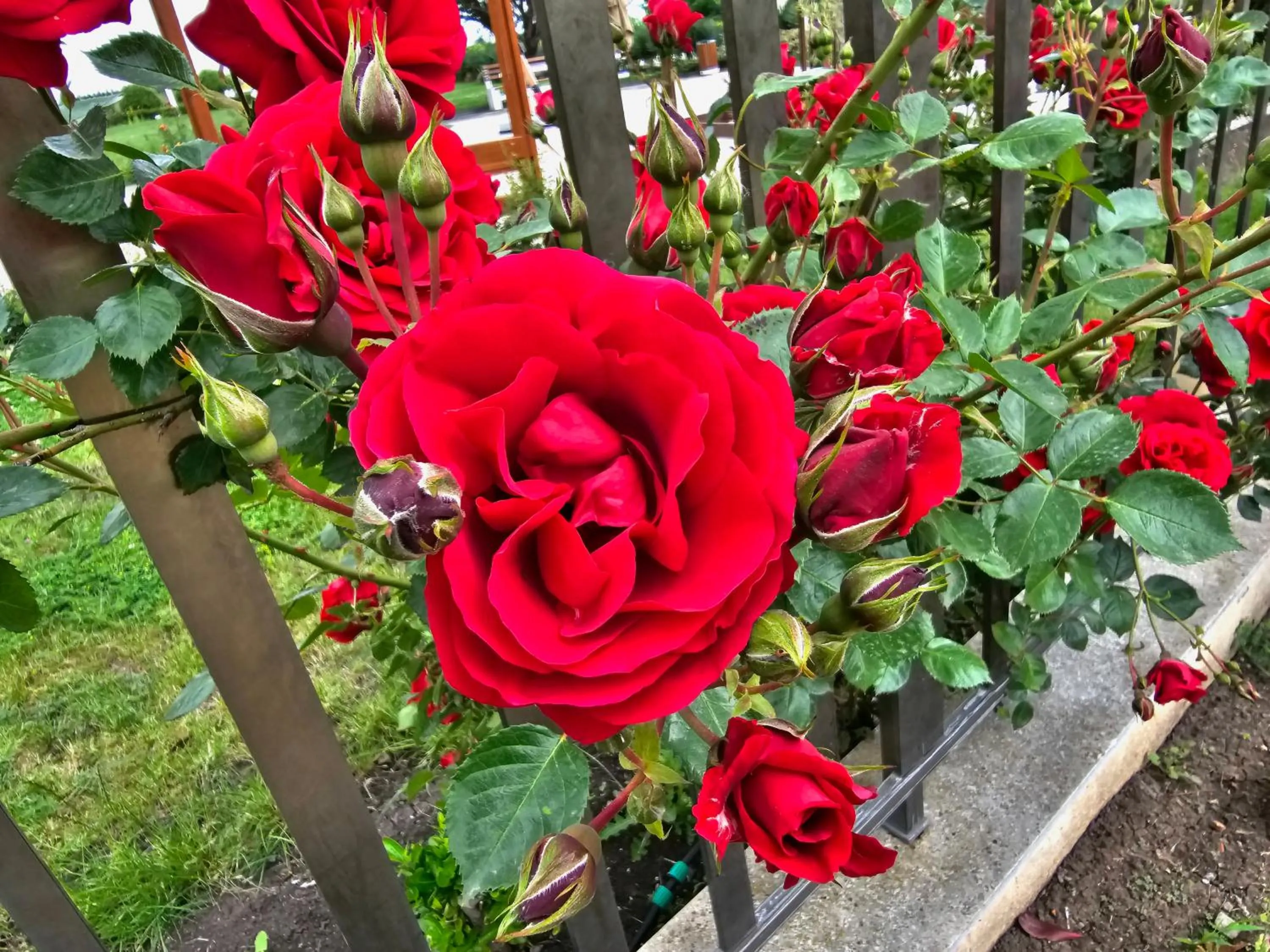 Garden in Diamond Beach Sarafovo by KP