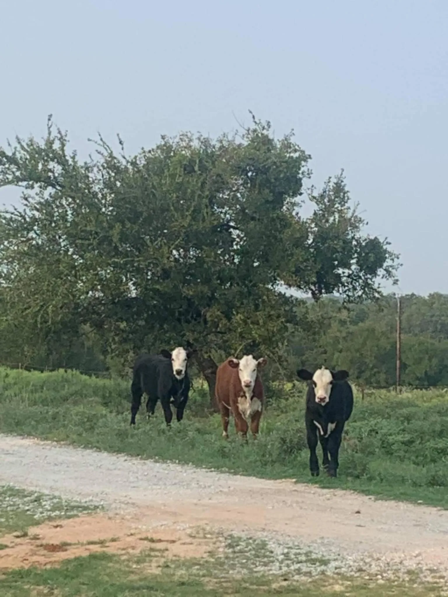 Hobbit Treehouse with waterfall on the Brazos River! 350 acres! Tubing! Petting zoo!