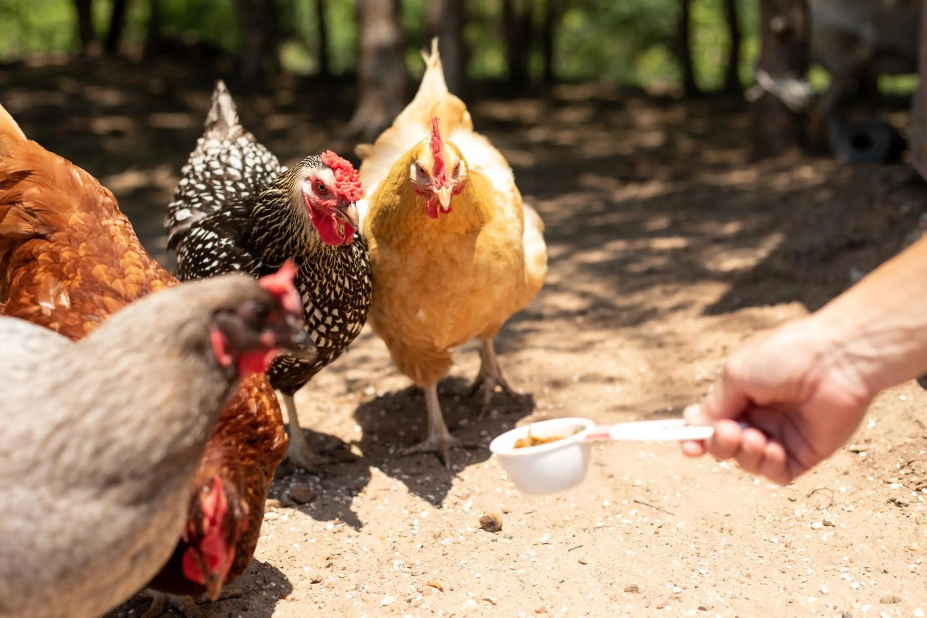Day in "Magical Treehouse" w spiral slide off the deck 350 acres on the Brazos River! Tubing! Petting Zoo!