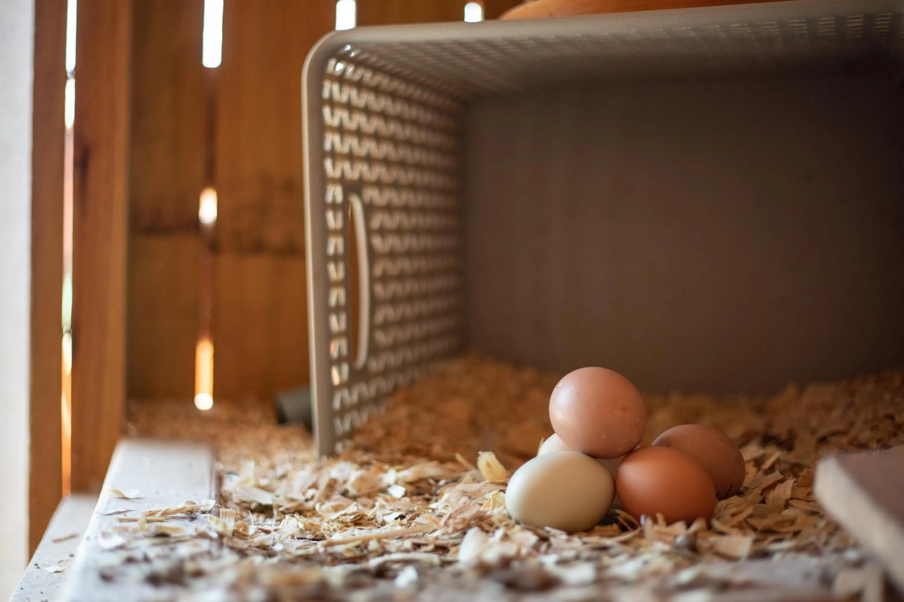 Activities in "Magical Treehouse" w spiral slide off the deck 350 acres on the Brazos River! Tubing! Petting Zoo!