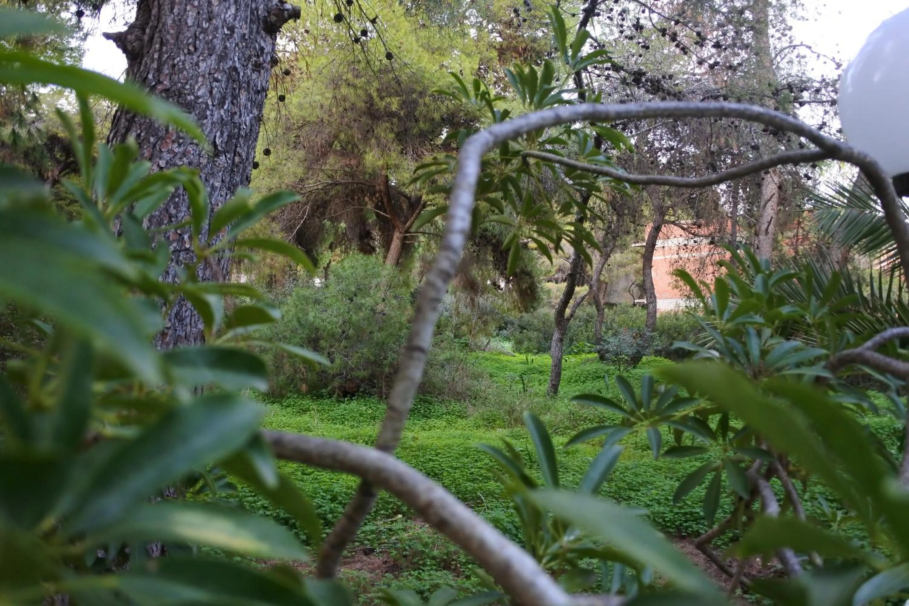 Garden view in The Delfini Hotel