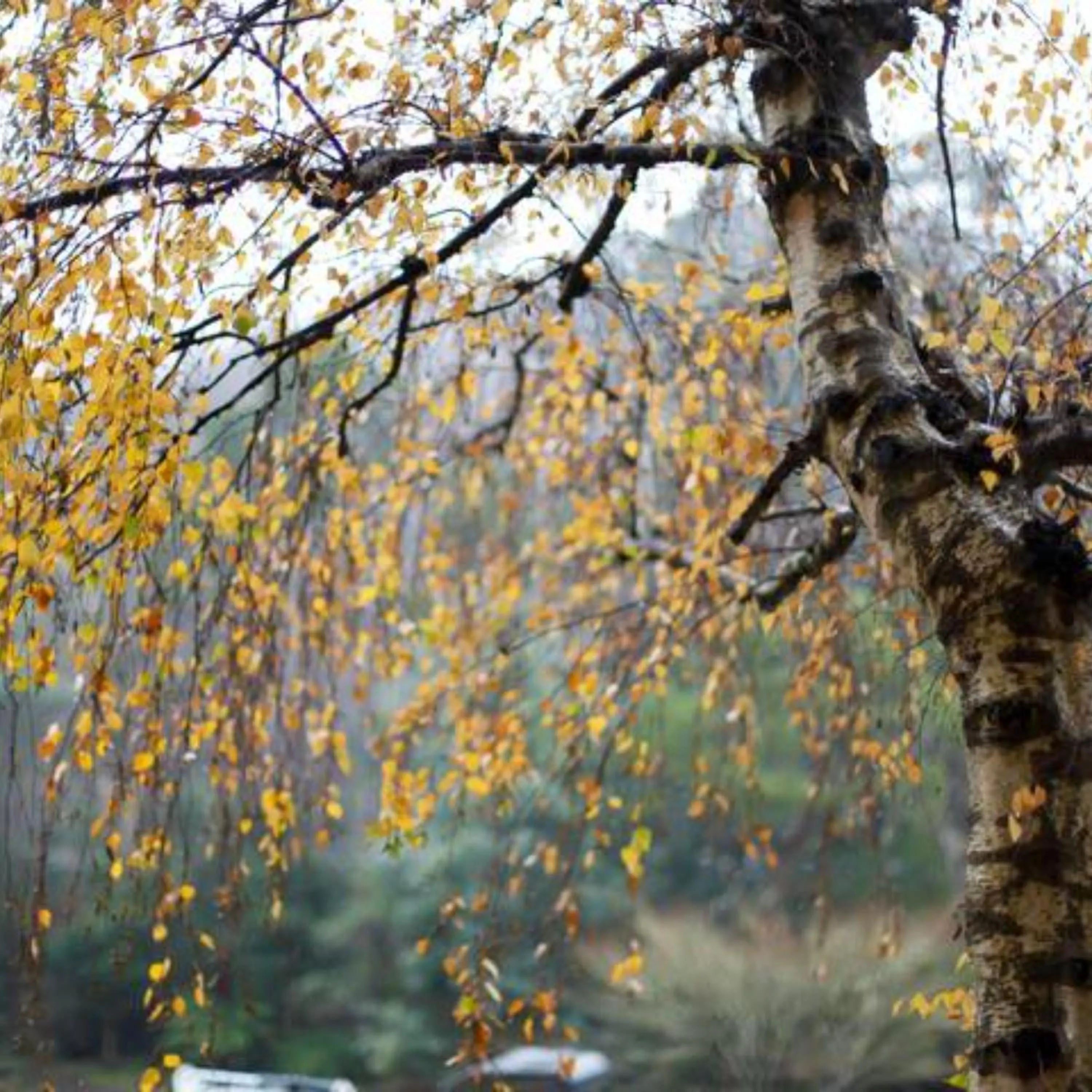 Alpine Hotel, Eat Drink Sleep