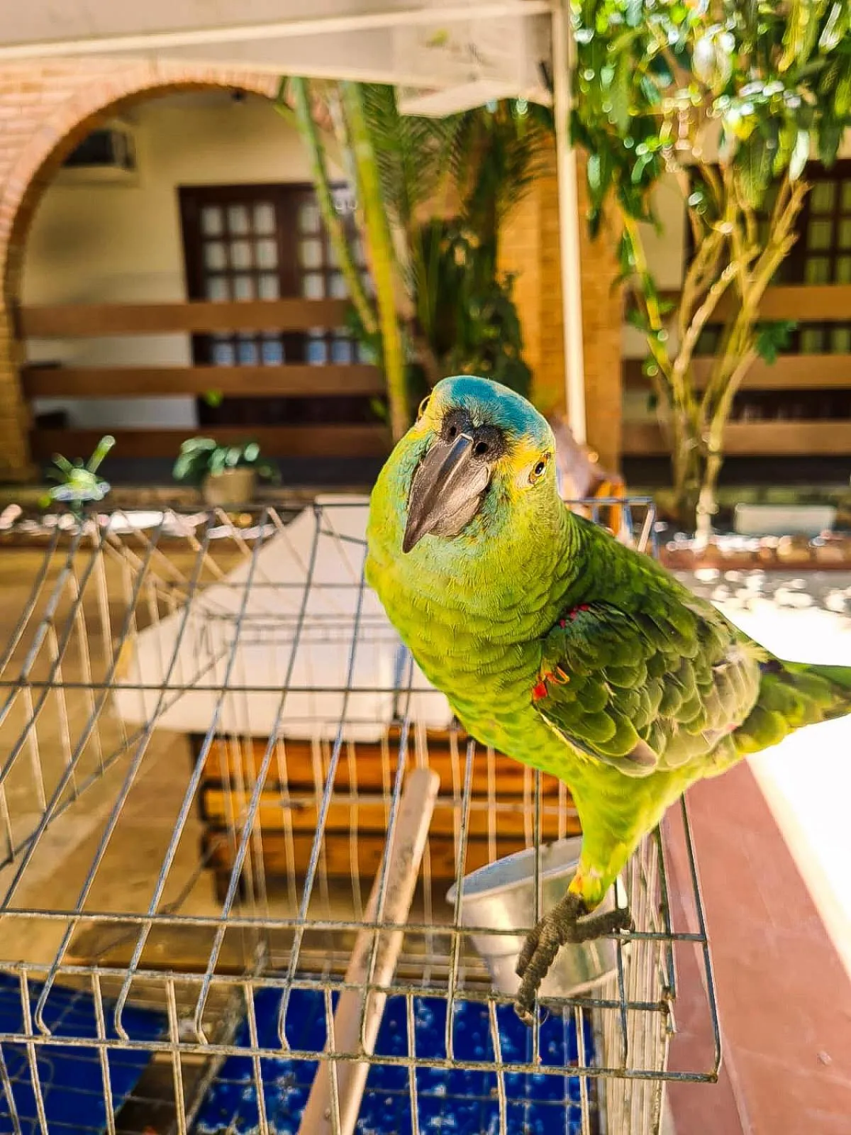 Animals in Hotel Pousada Mahon Mar