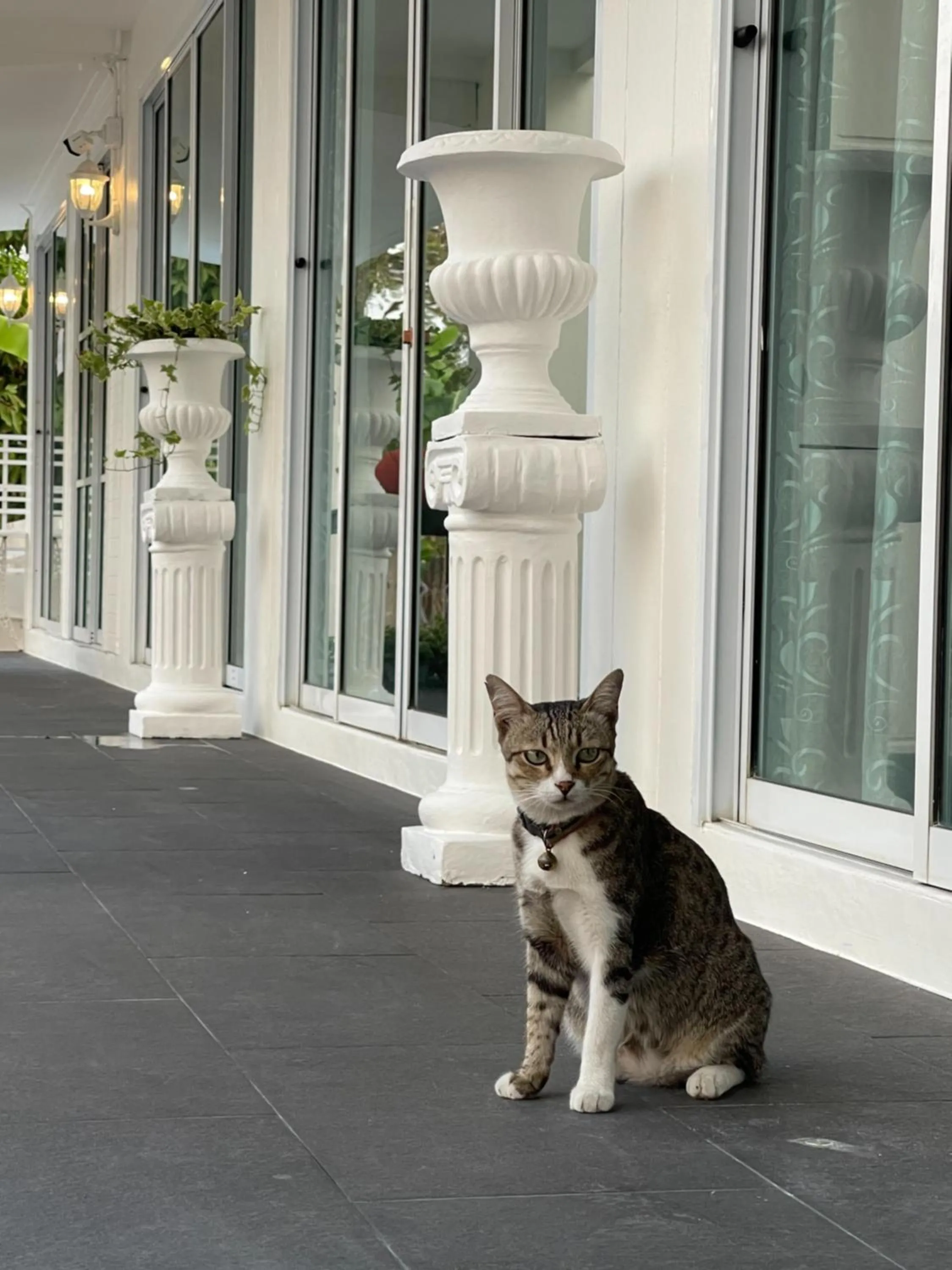 Pets in Ivory House Sriracha