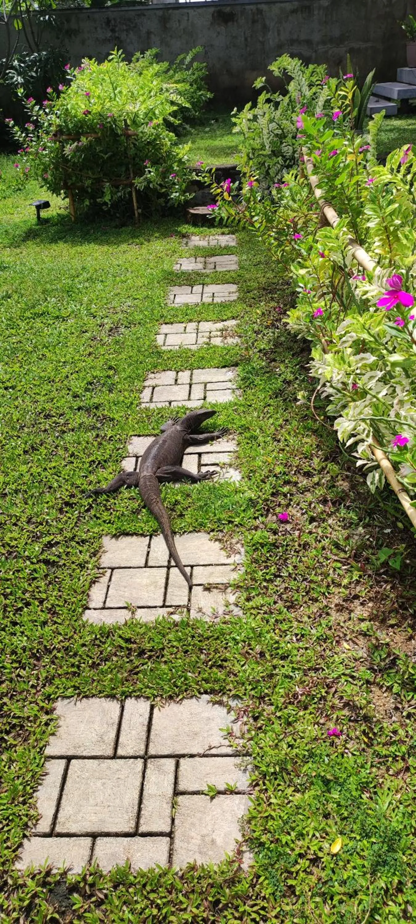 Garden in Mango Tree Villa Bentota
