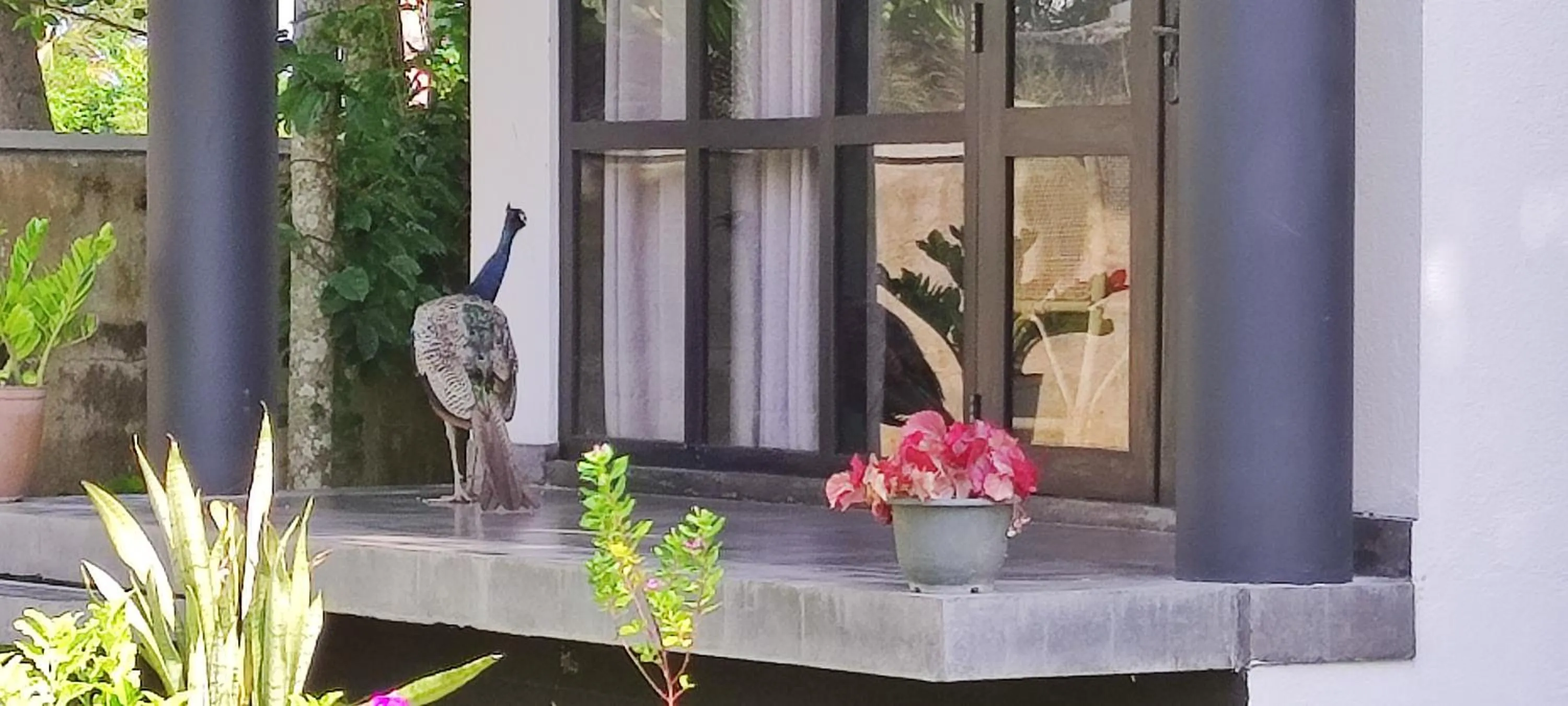 Patio in Mango Tree Villa Bentota