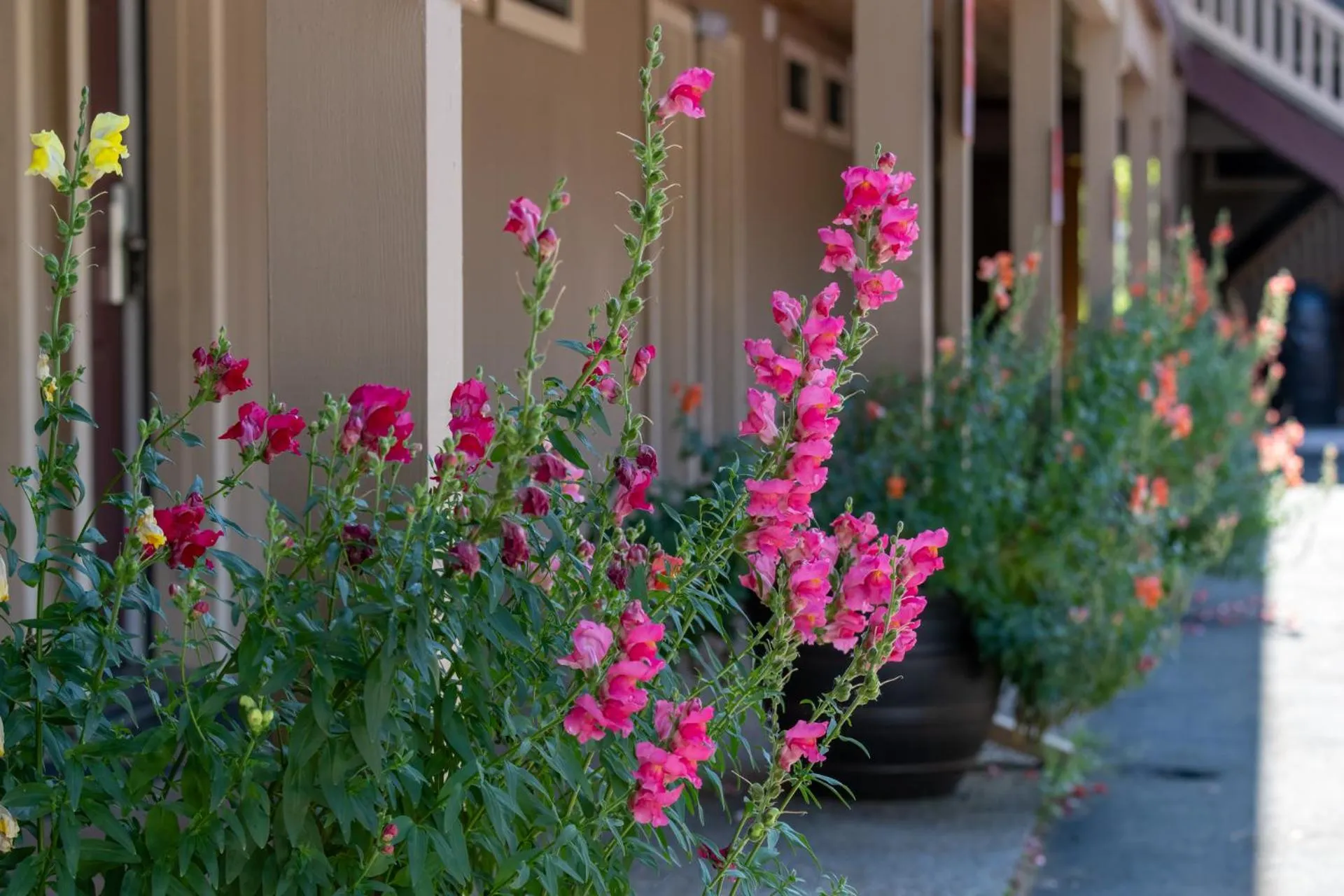 Property building in Amador Hotel