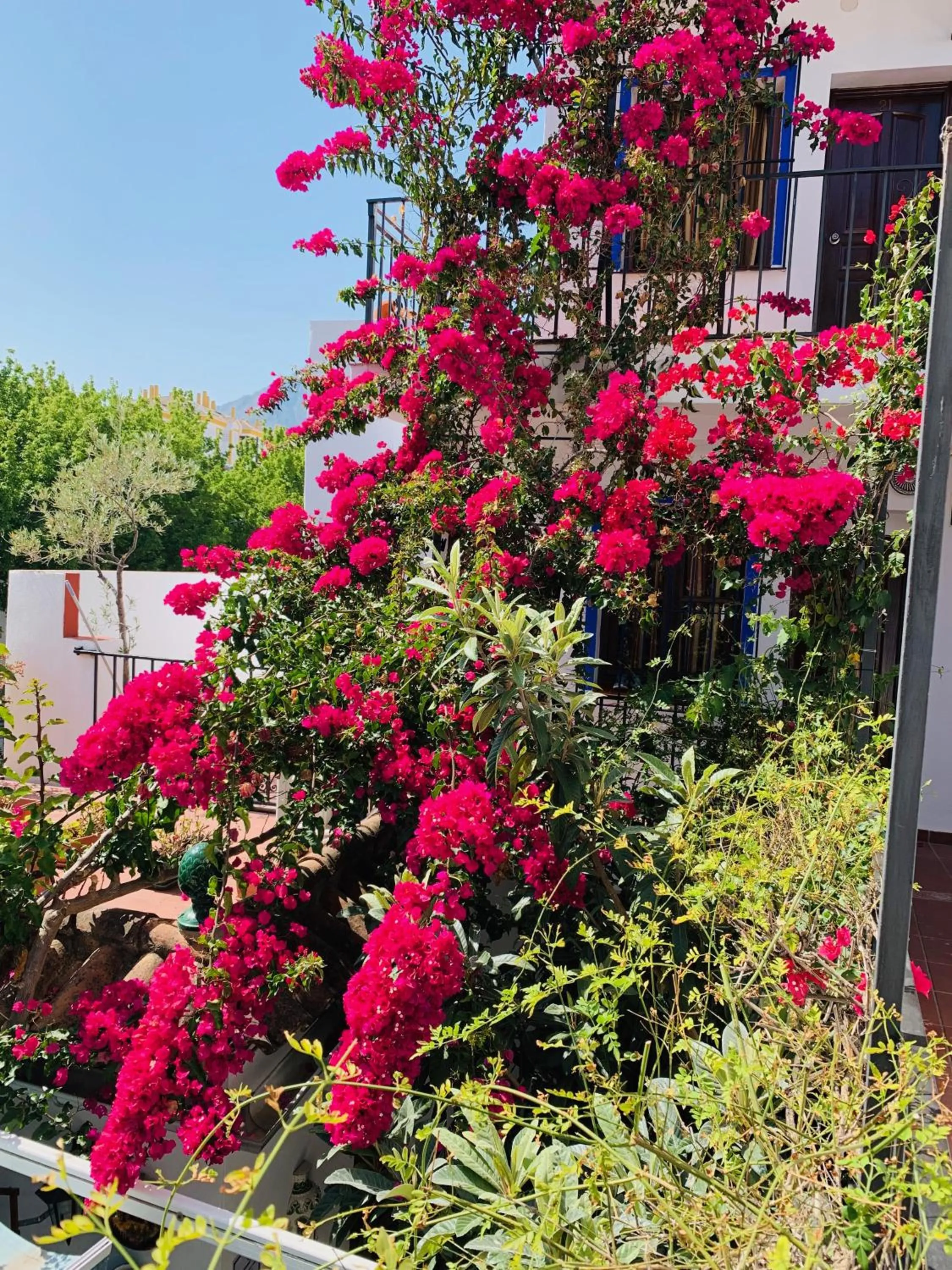 Garden in Pensión Aduar