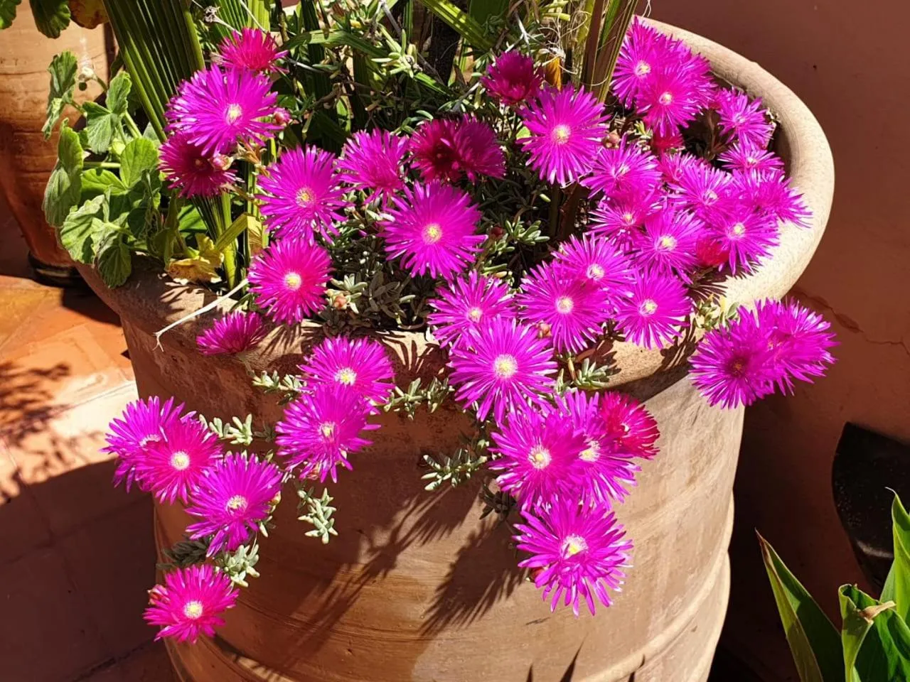 Garden in Riad Azawan