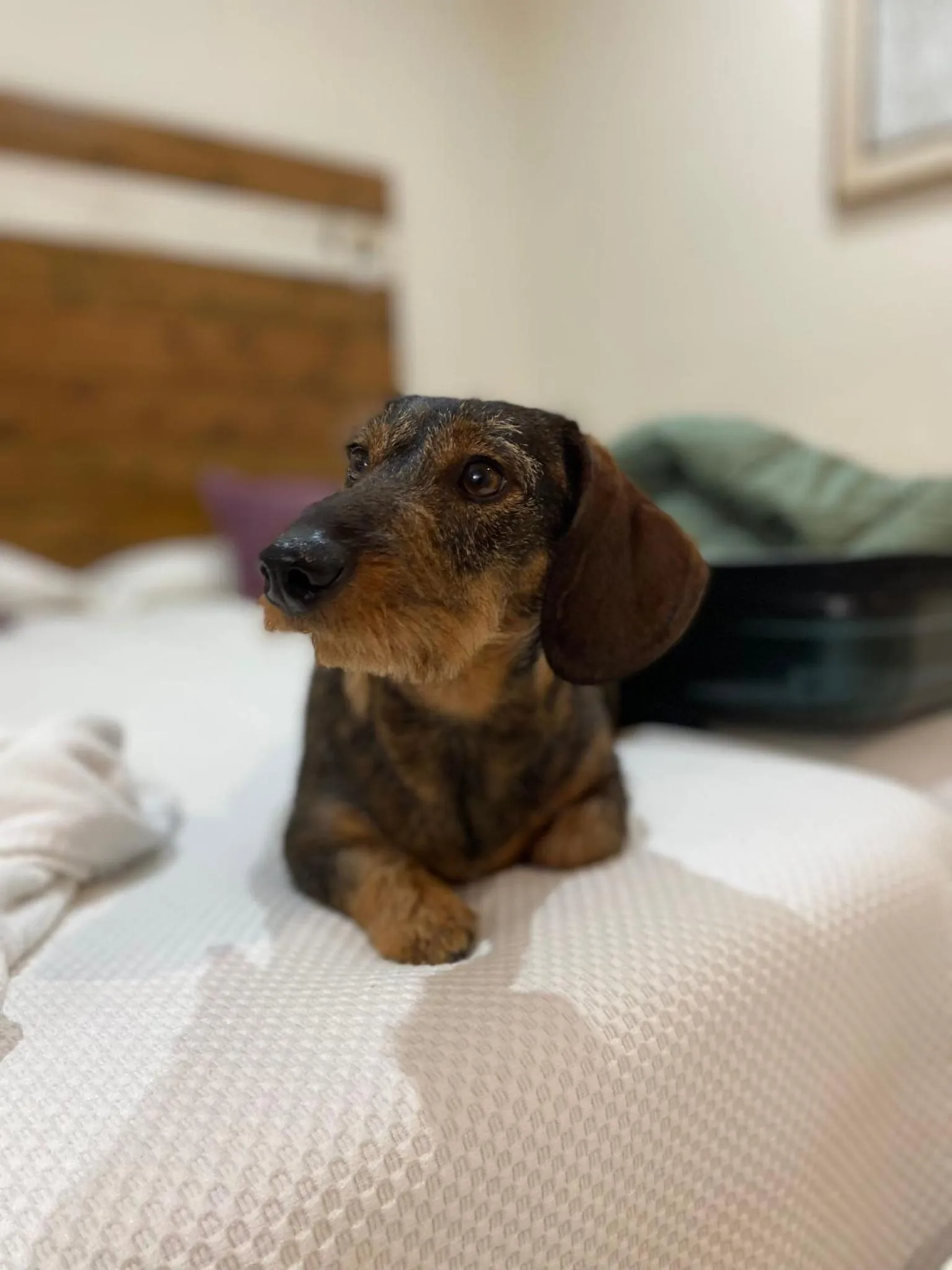 Twin Room - Pet Friendly in Puerta de Algadir