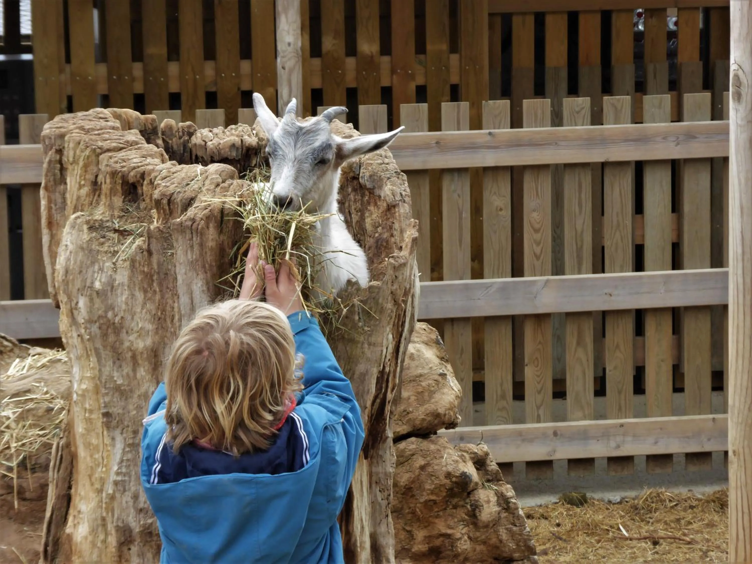 Animals in Cerdanya Viva Ecoestades