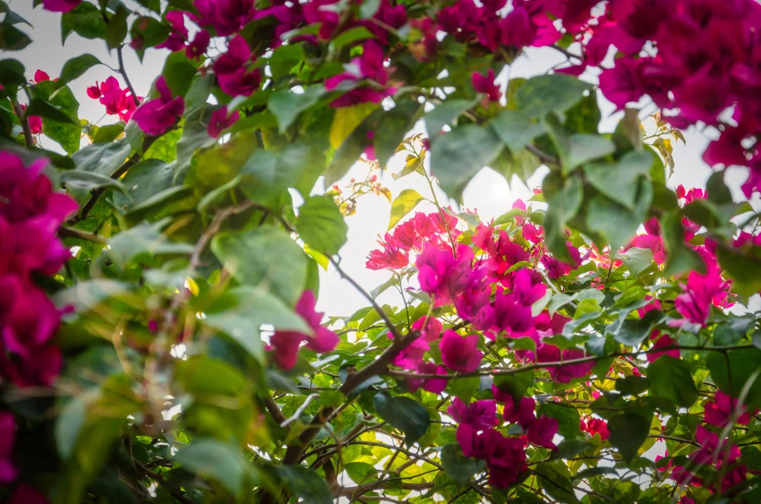 Garden in Chic stay HANA Boutique hotel xxxx None smocking property