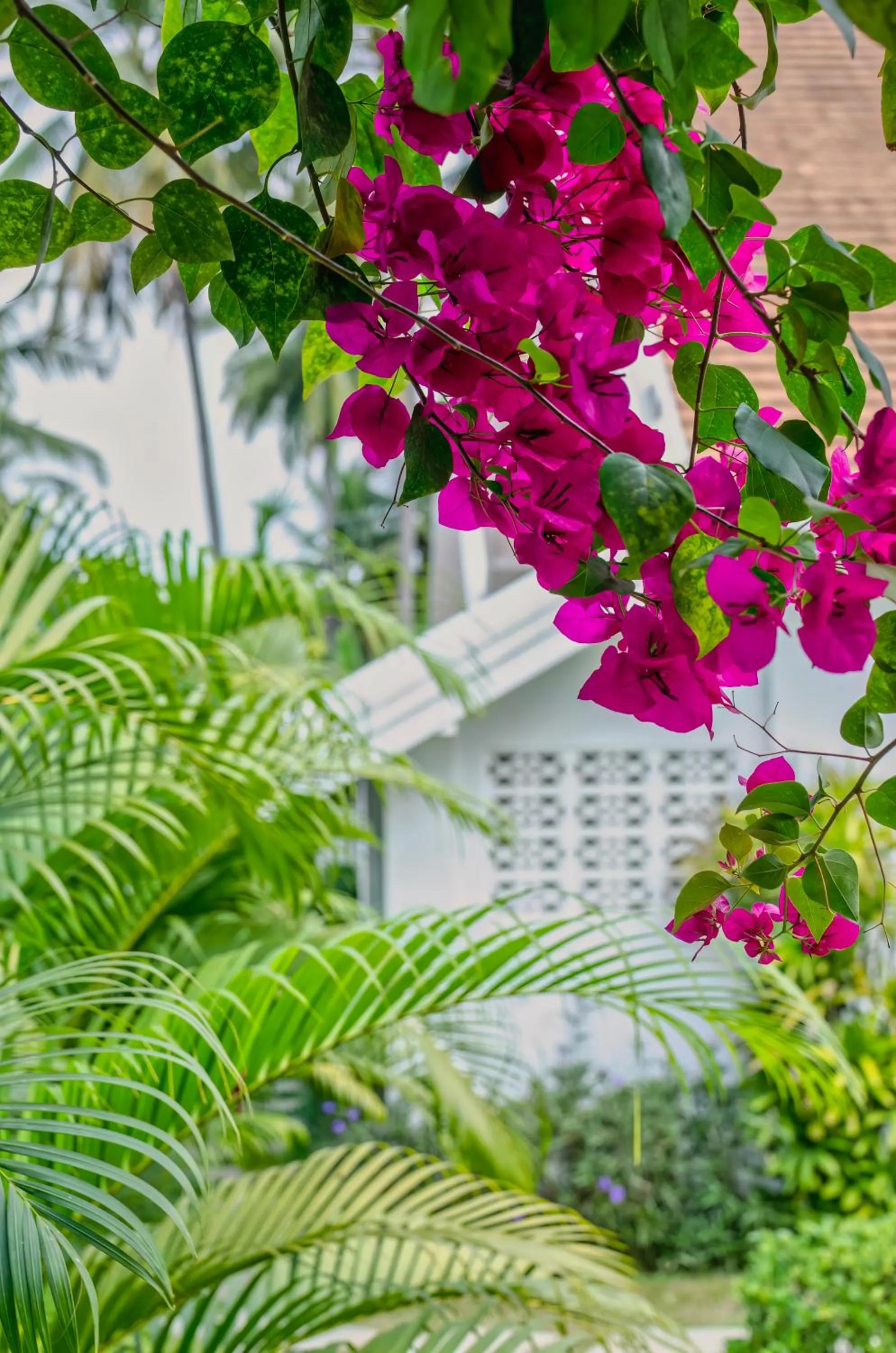 Garden in Chic stay HANA Boutique hotel xxxx None smocking property