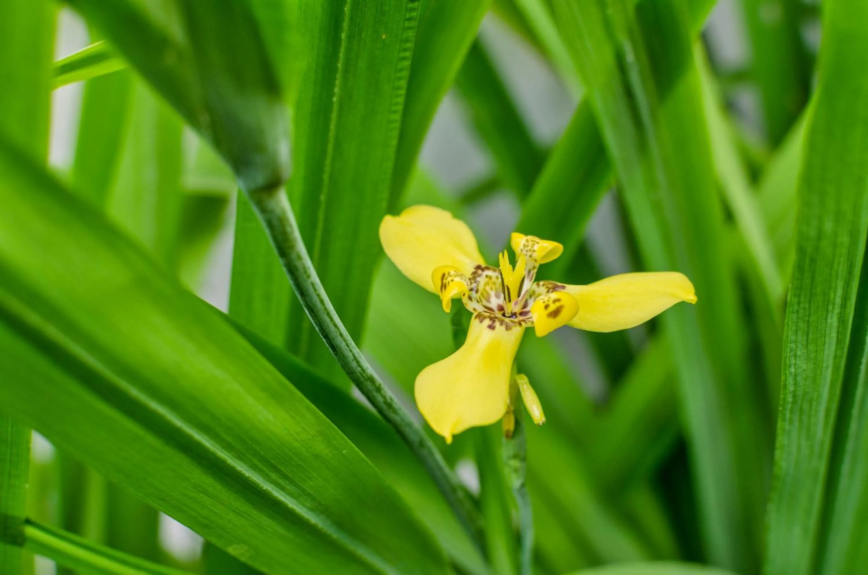 Garden in Chic stay HANA Boutique hotel xxxx None smocking property