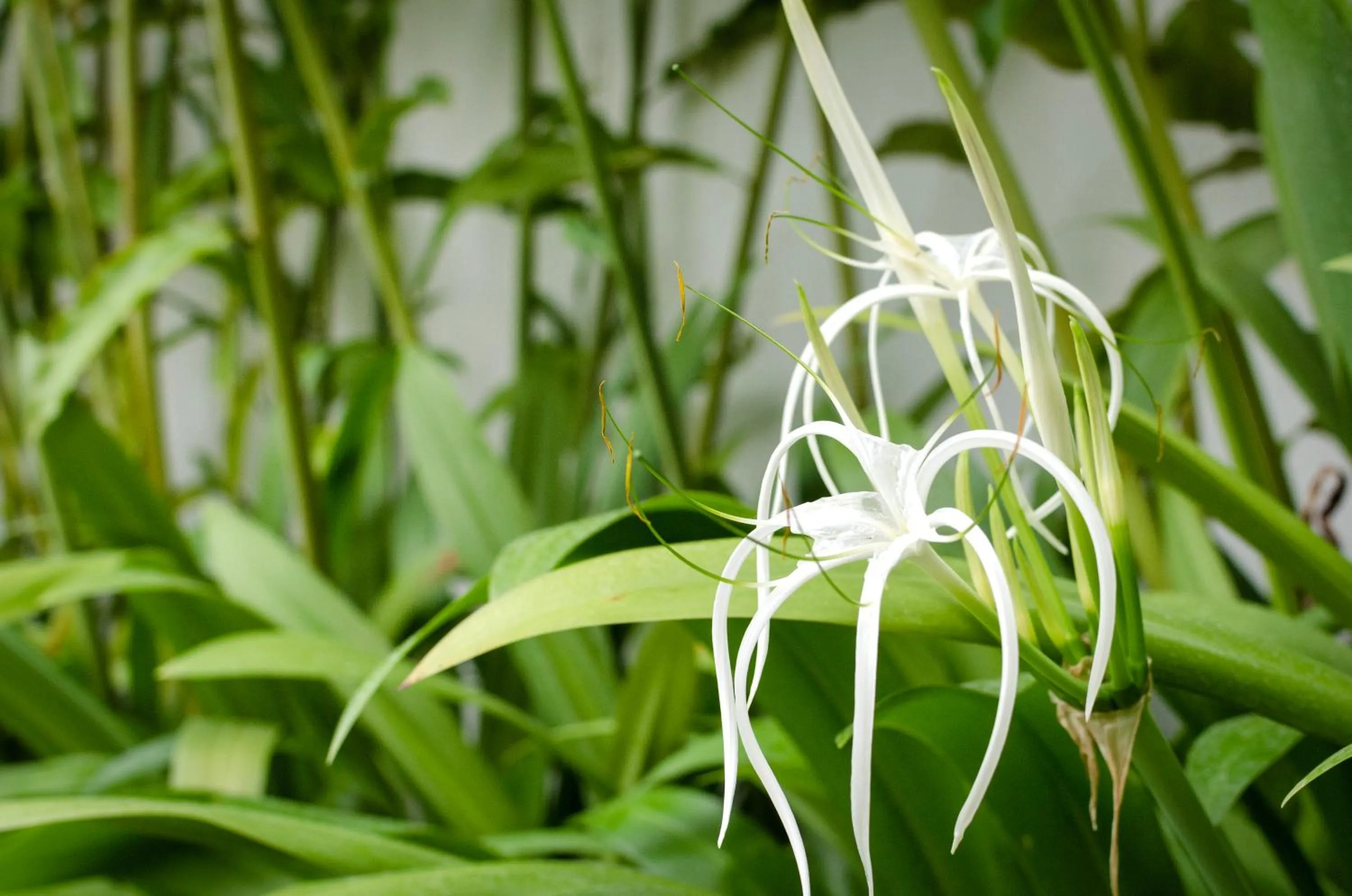 Garden in Chic stay HANA Boutique hotel xxxx None smocking property