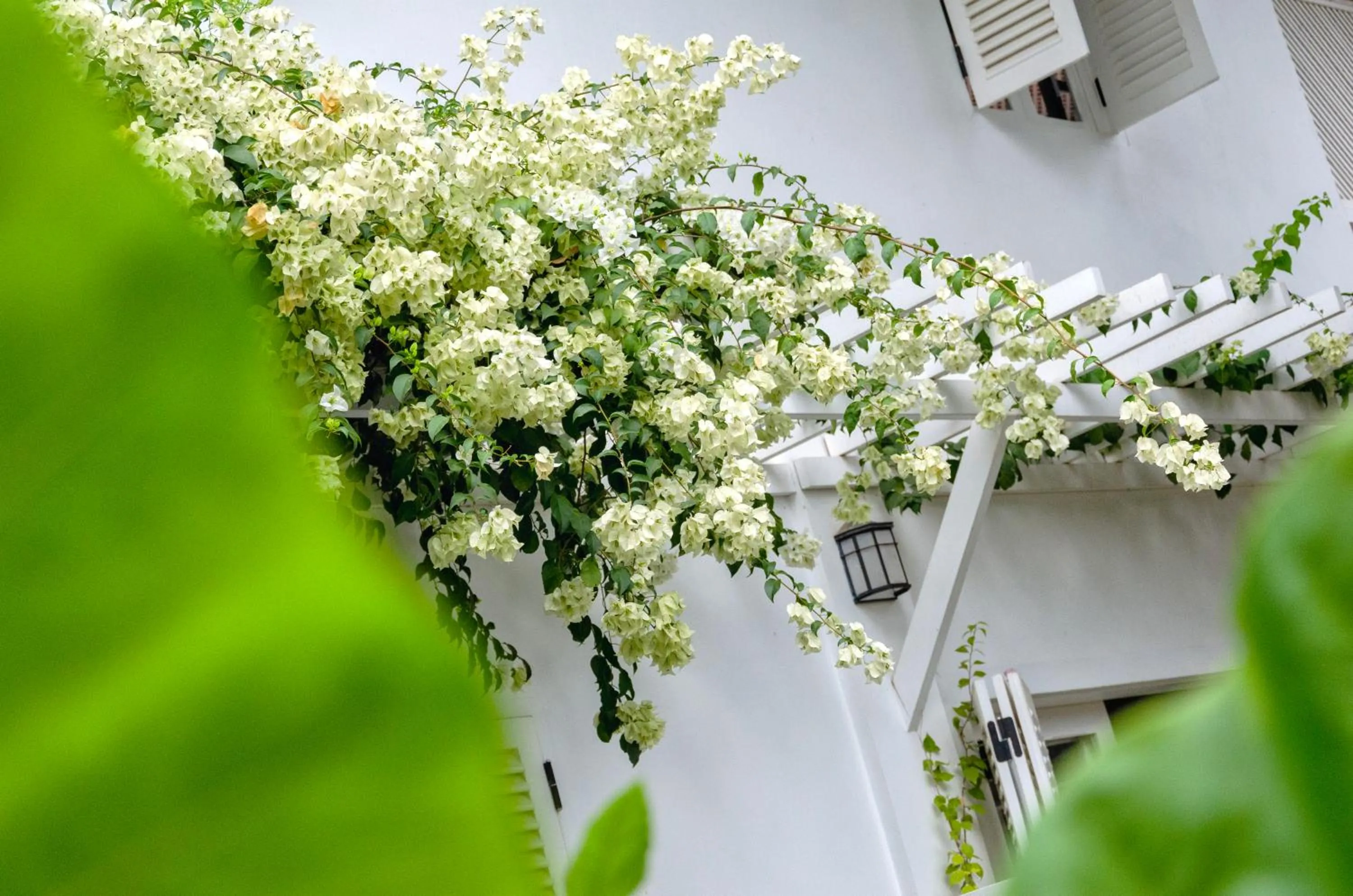 Garden in Chic stay HANA Boutique hotel xxxx None smocking property