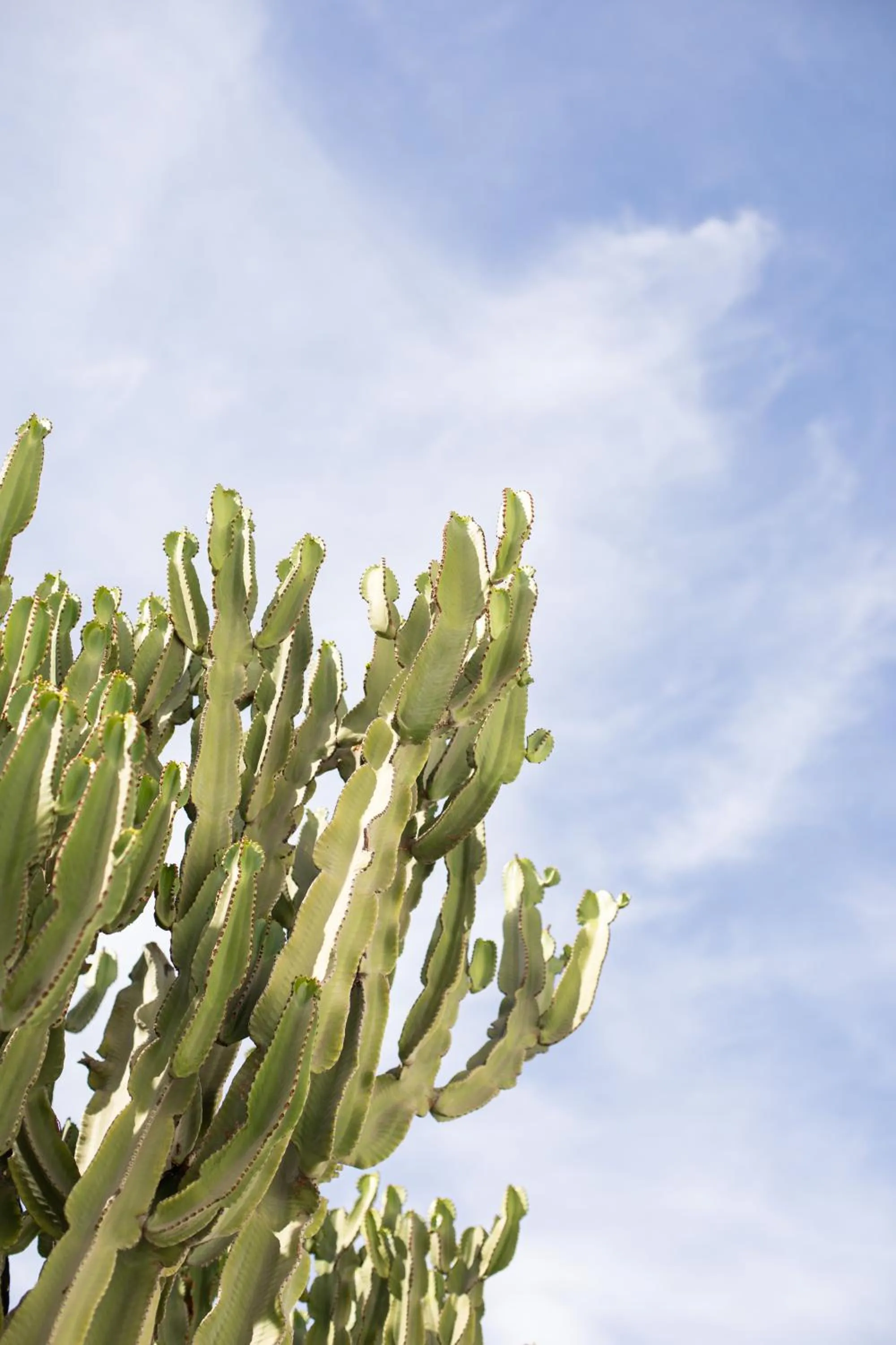 Garden in Damianos Mykonos Hotel