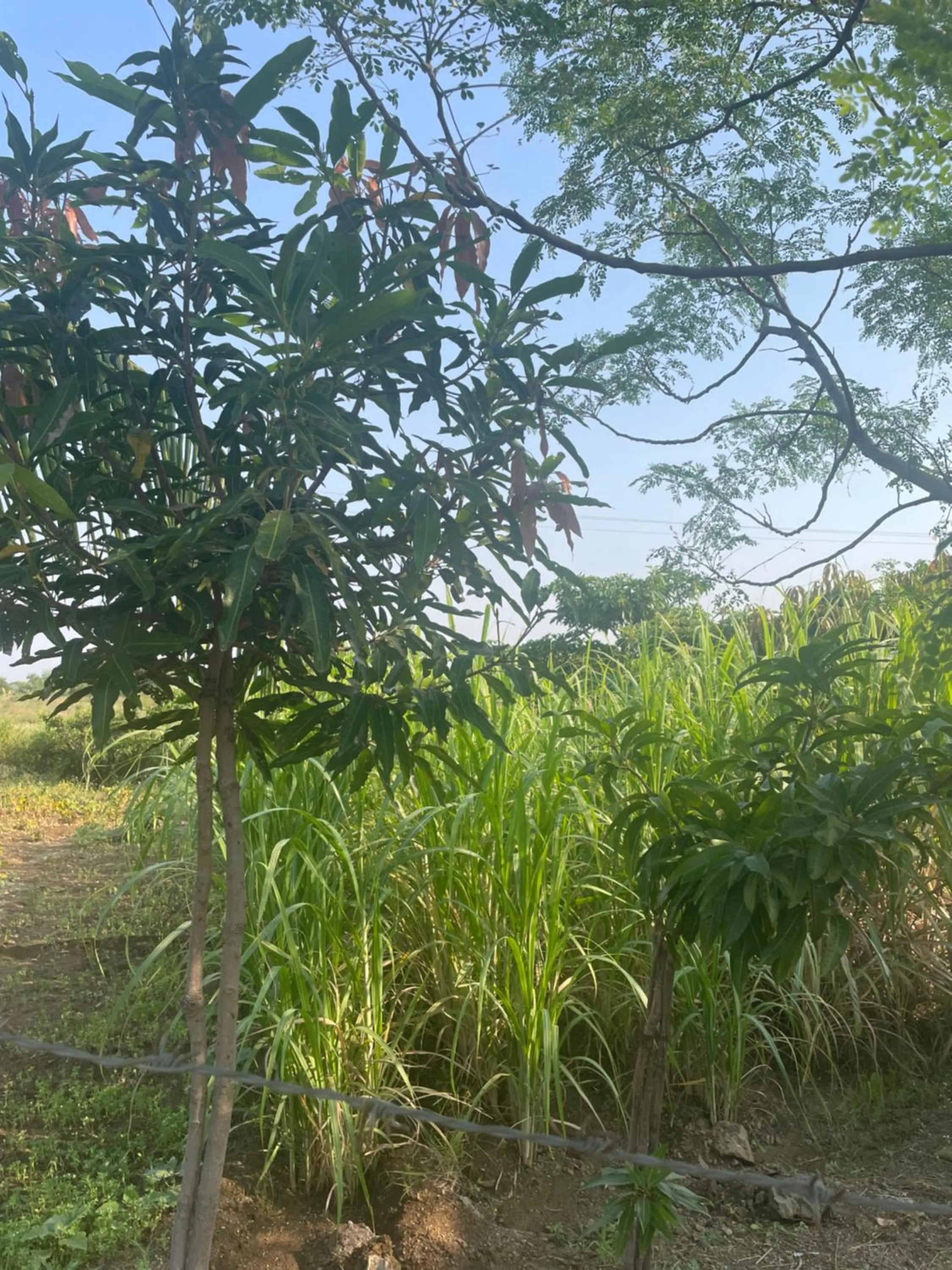 Garden in Mango Mist Farm Stay