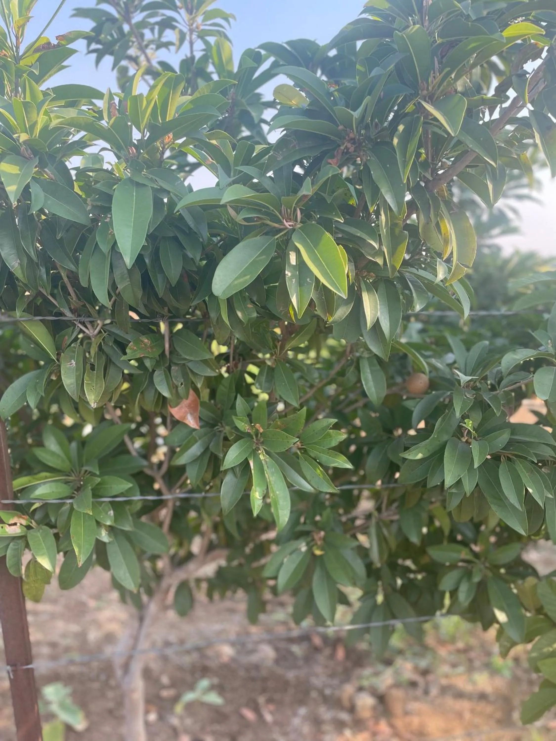 Garden in Mango Mist Farm Stay