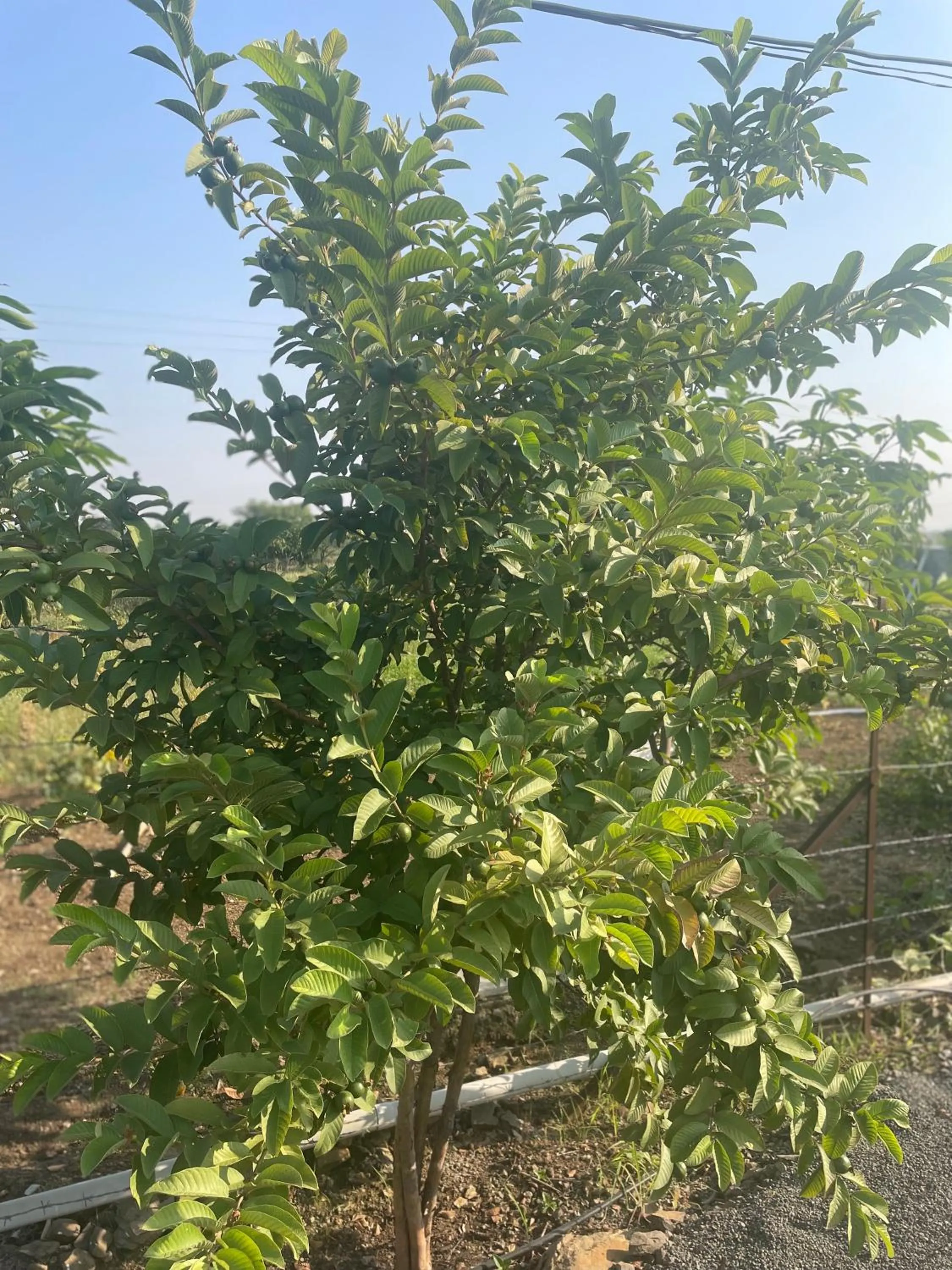 Natural landscape in Mango Mist Farm Stay