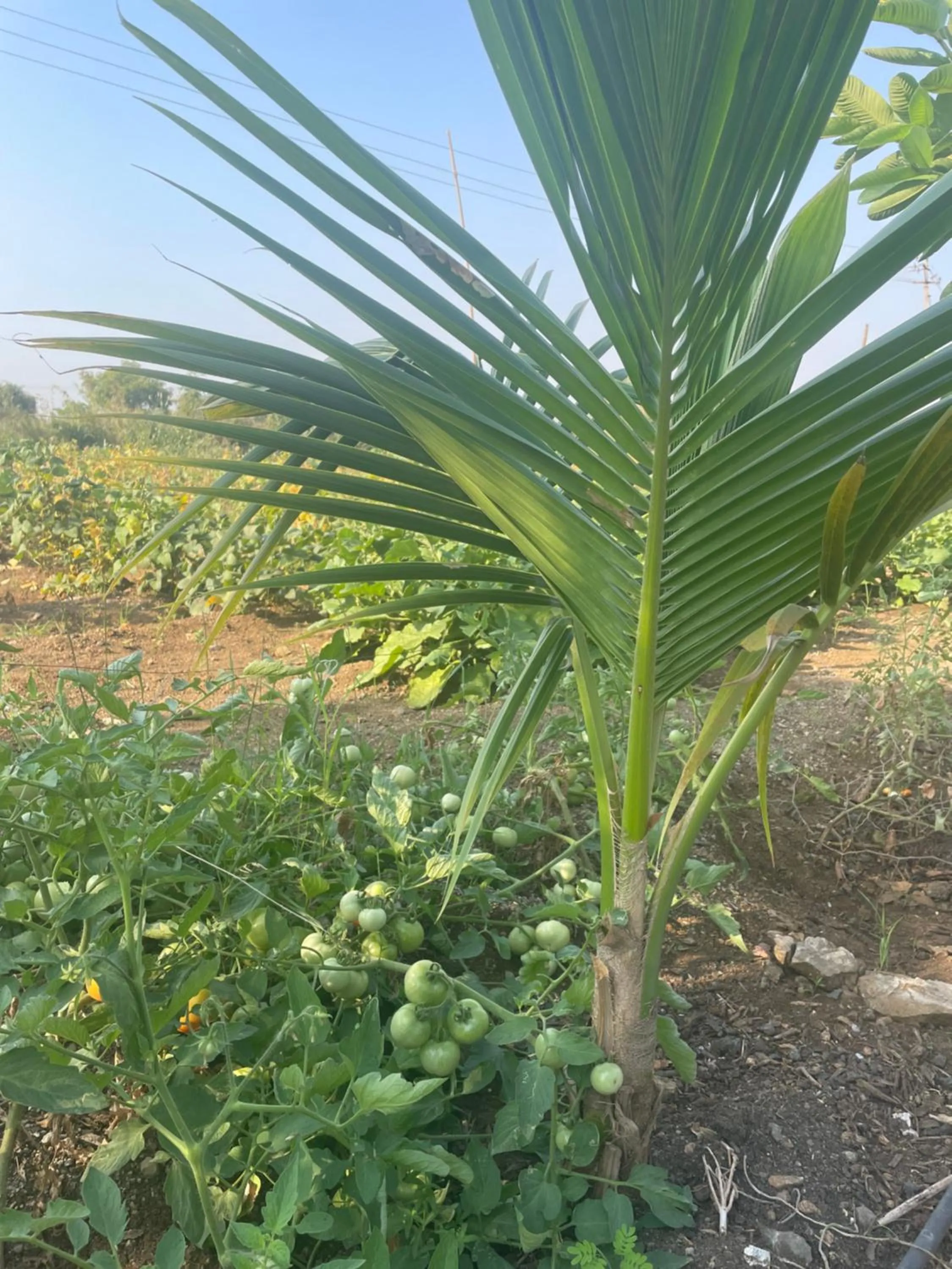 Garden in Mango Mist Farm Stay