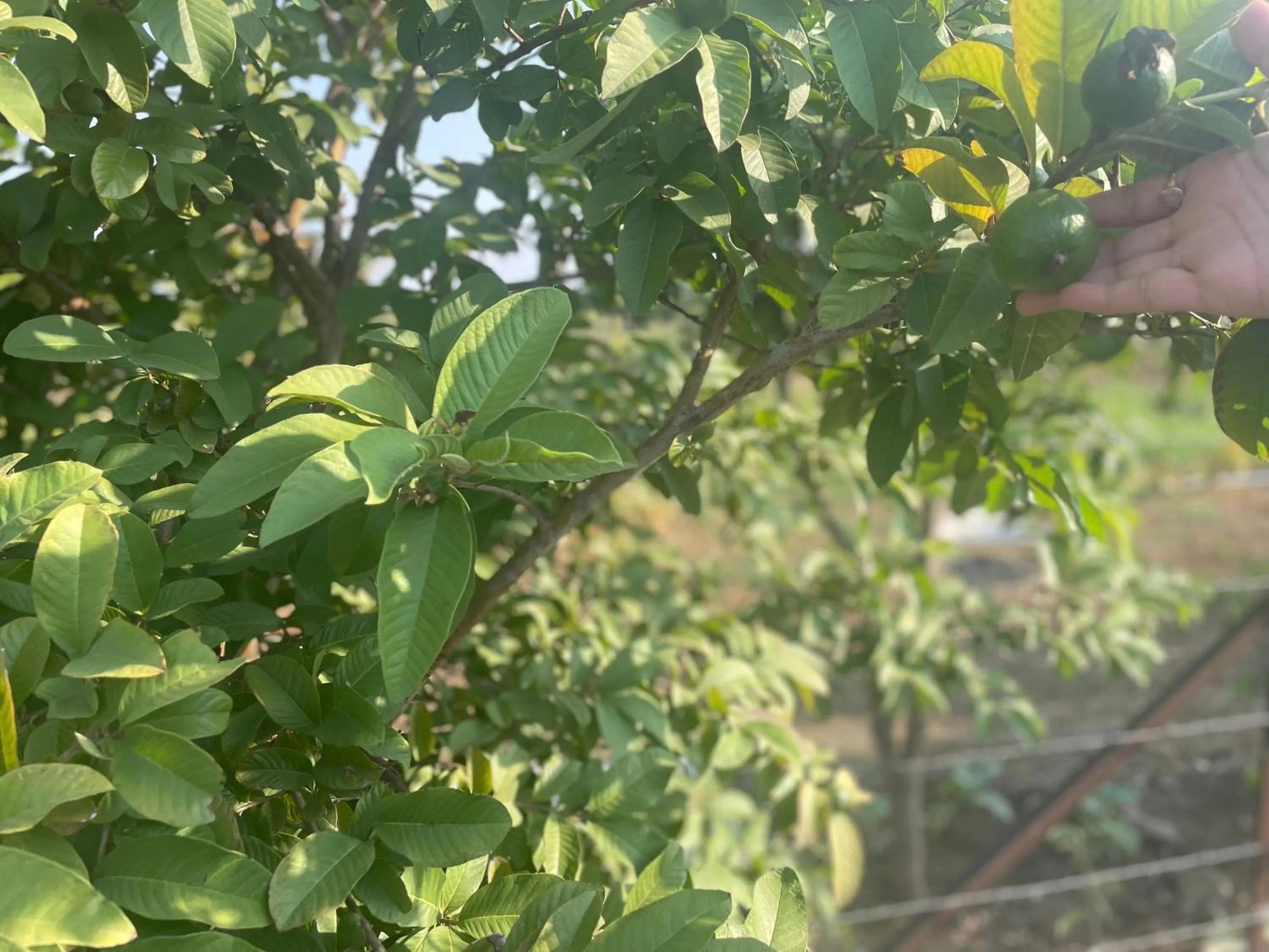 Garden in Mango Mist Farm Stay