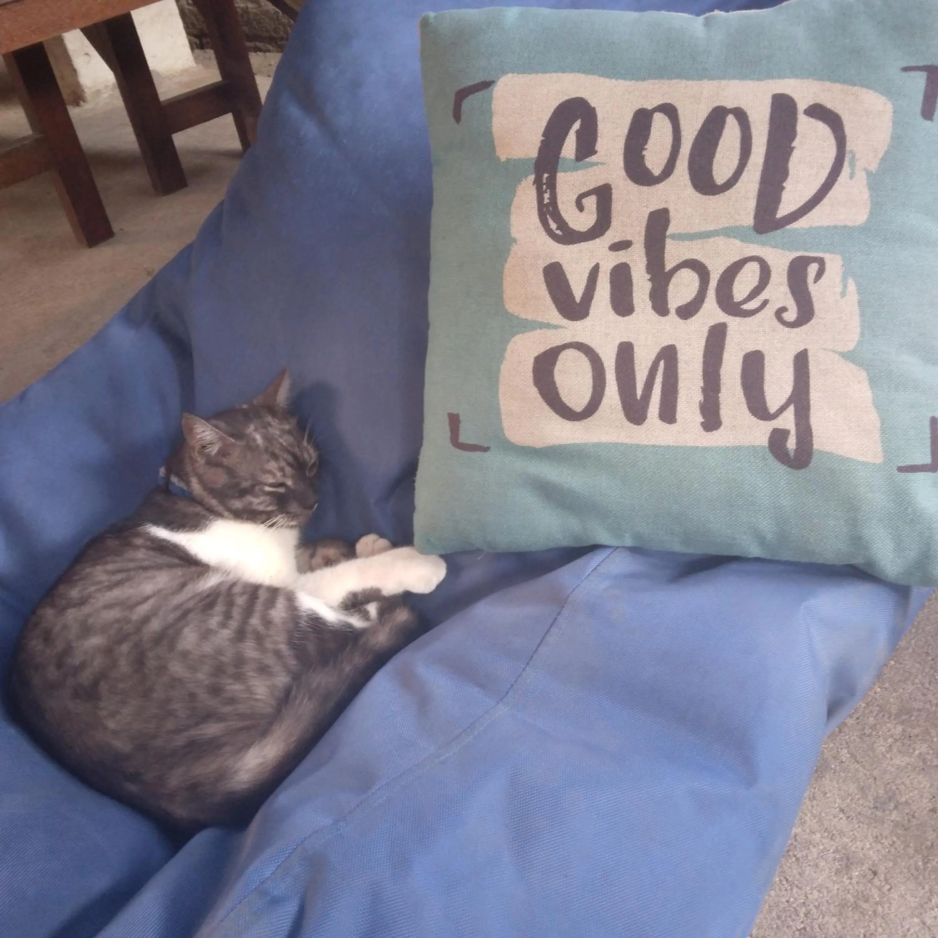Pets in Good Vibes Bungalows