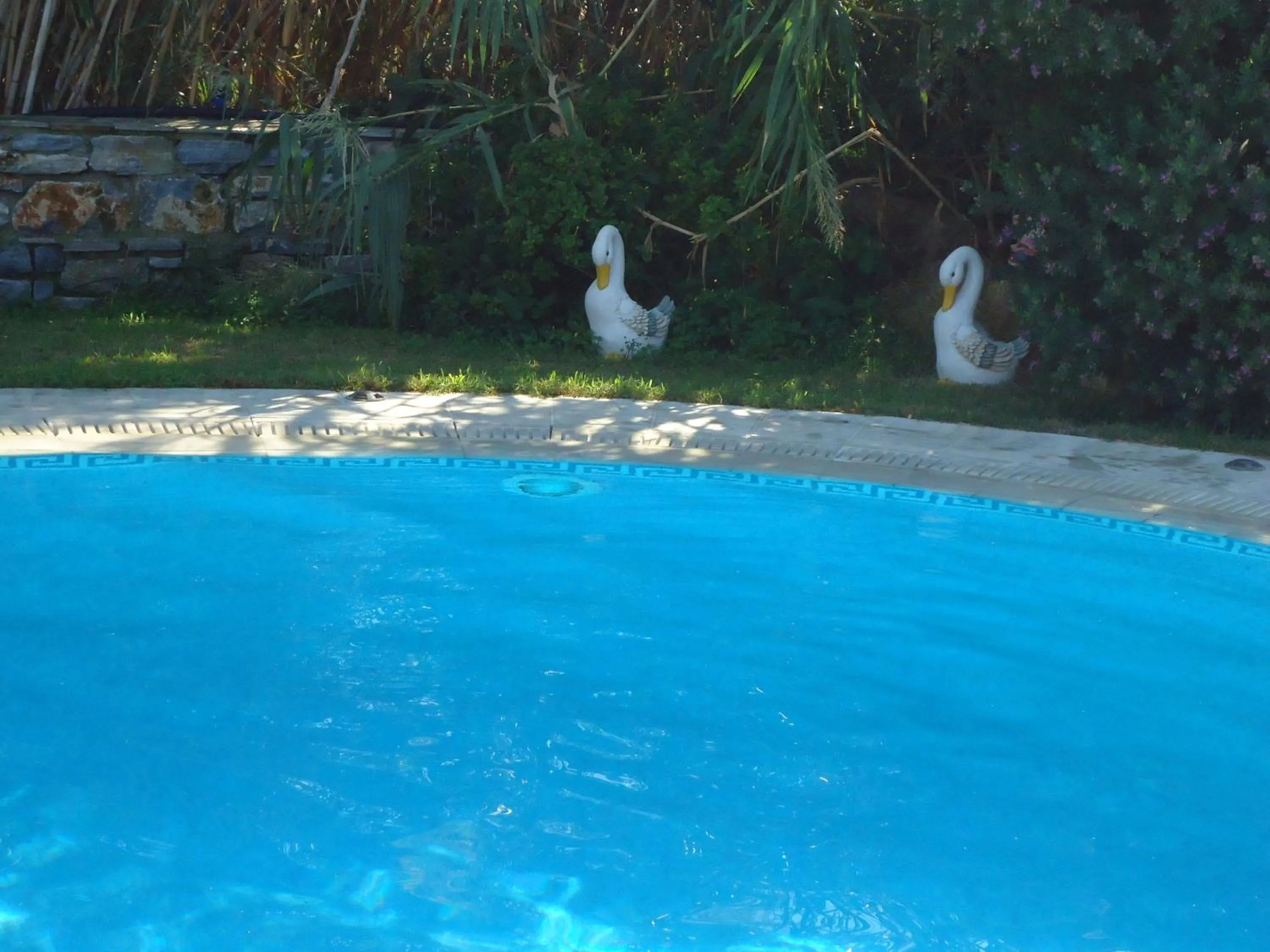 Swimming pool in Colosseo Star