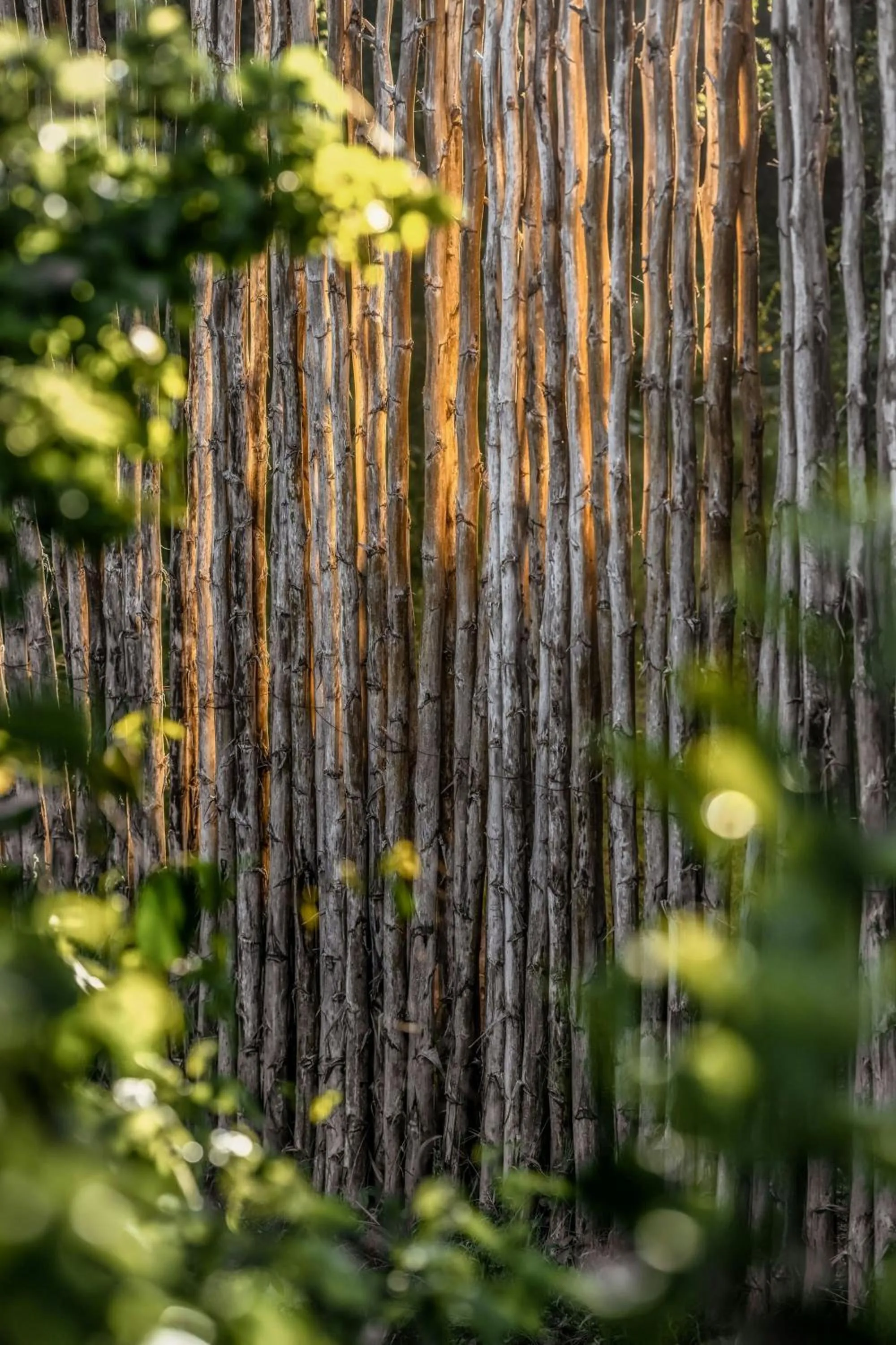 View (from property/room) in JW Marriott Masai Mara Lodge
