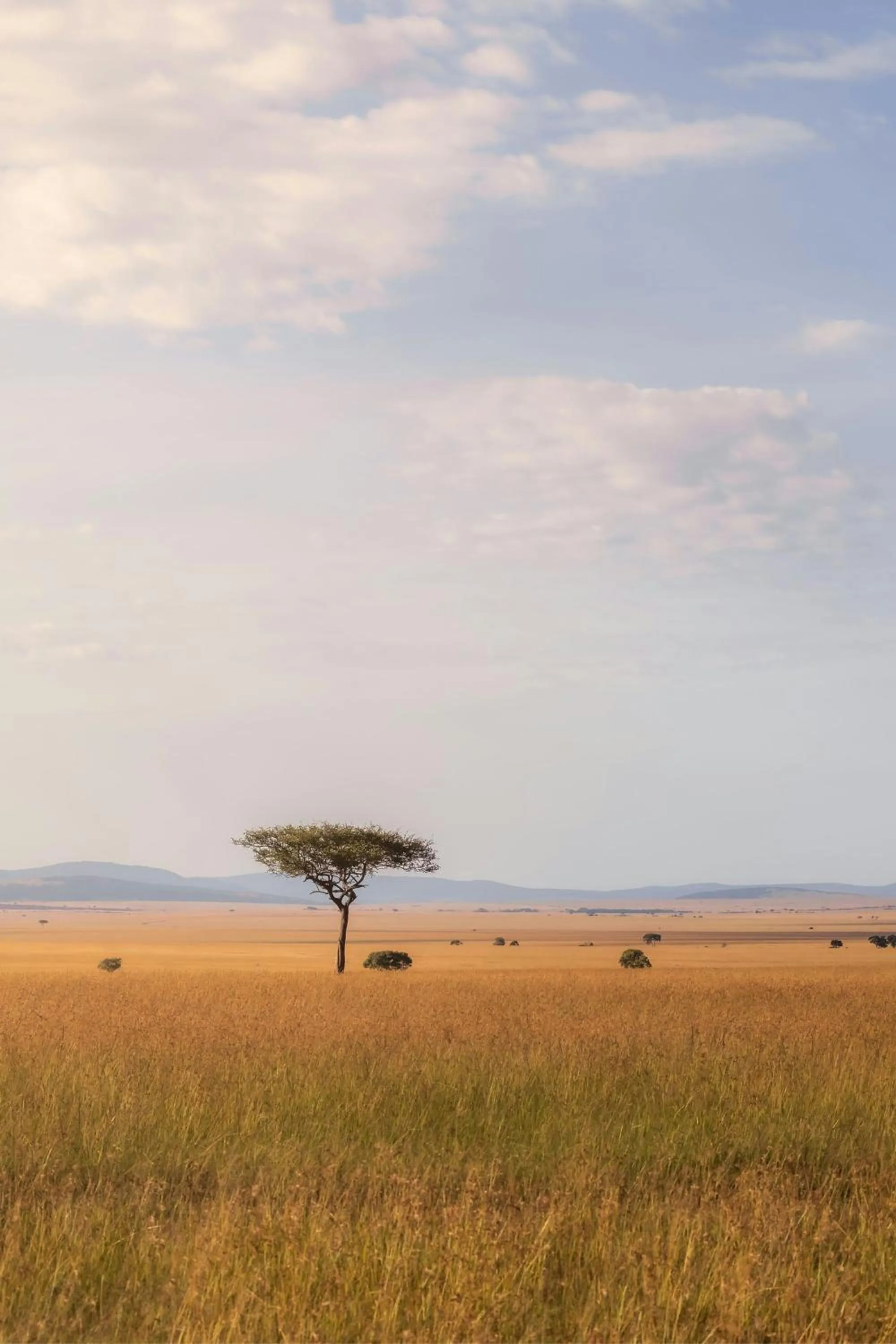 Other in JW Marriott Masai Mara Lodge
